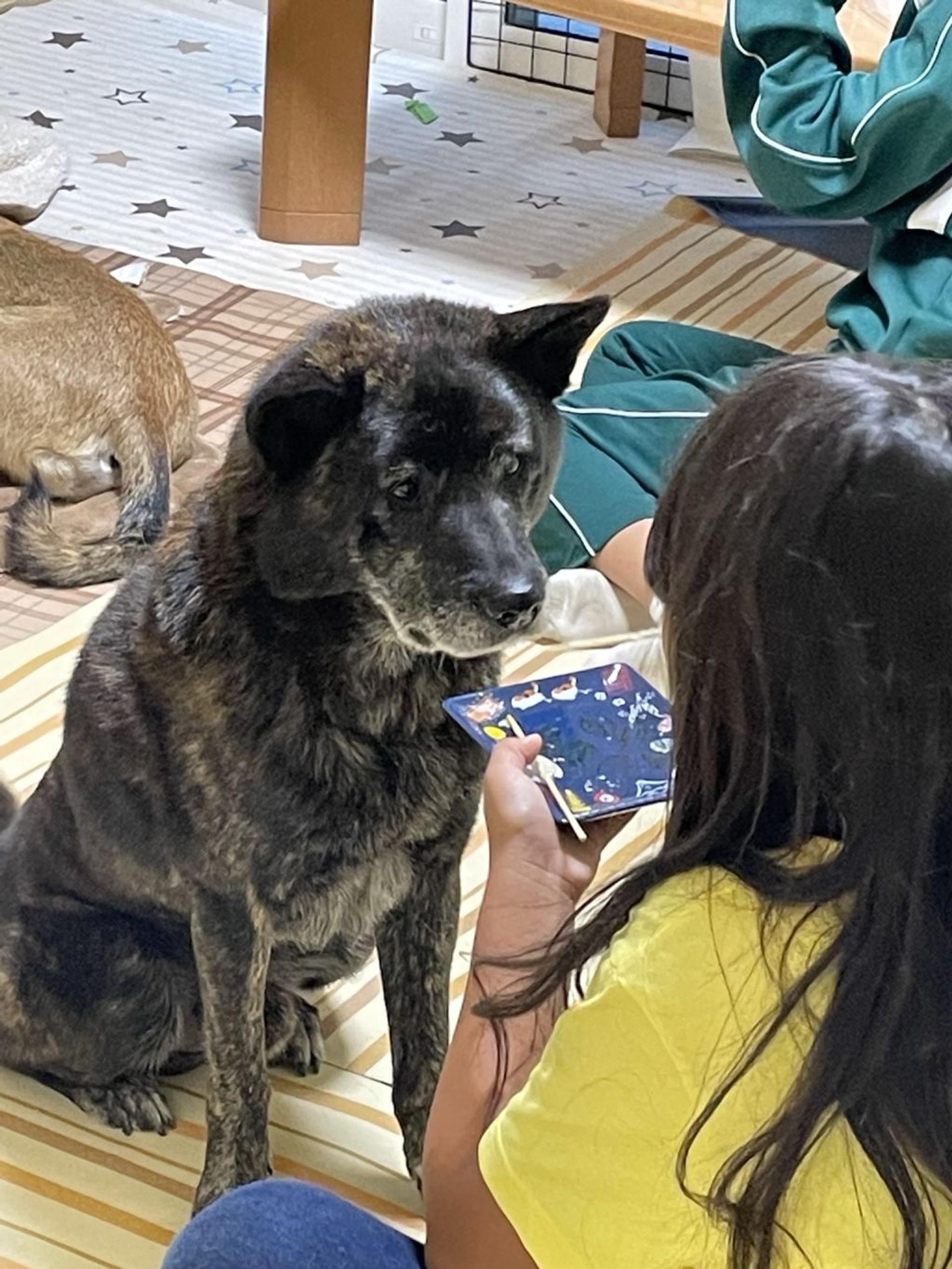 pet-image-4