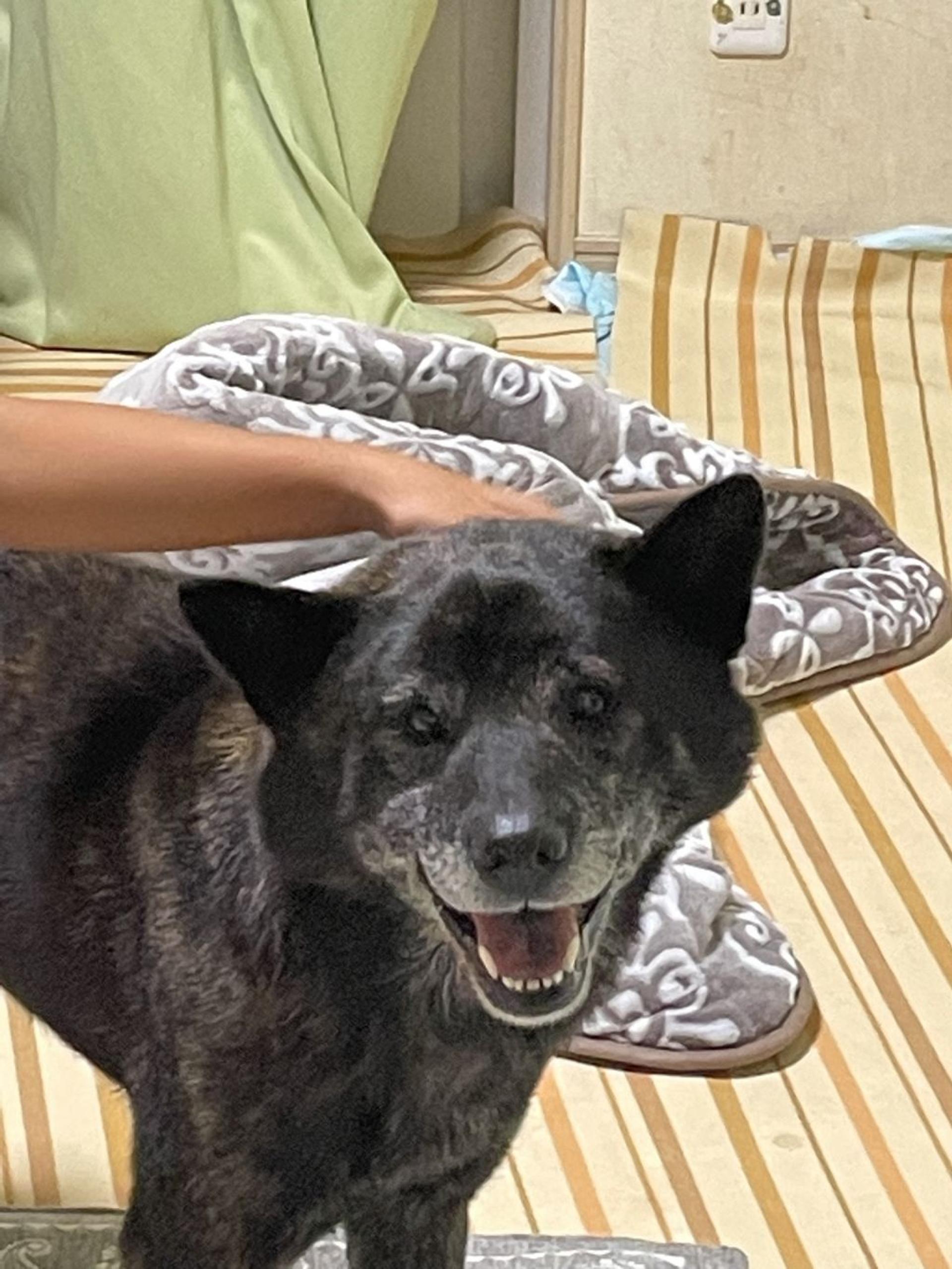 pet-image-6