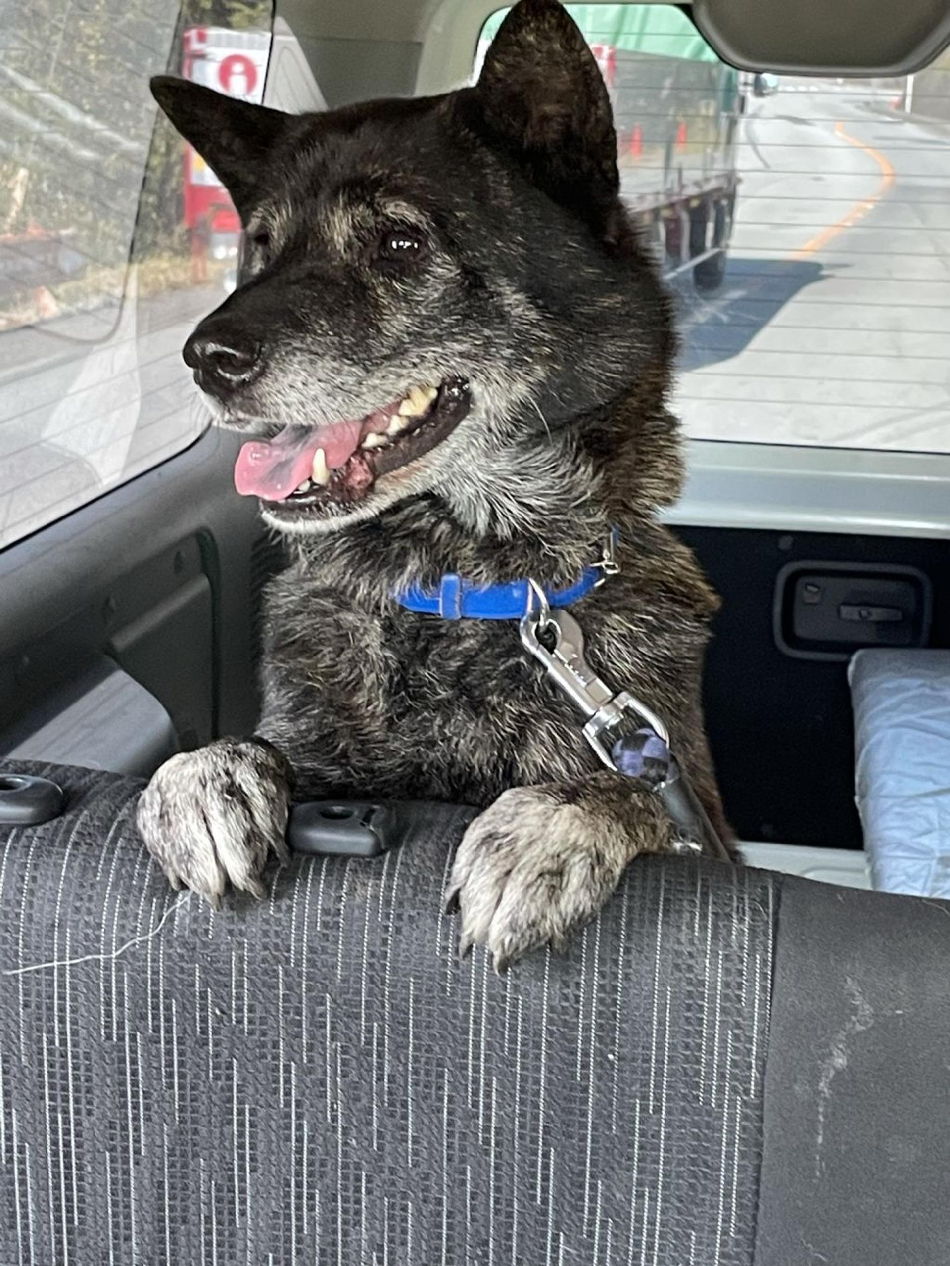 pet-image-8