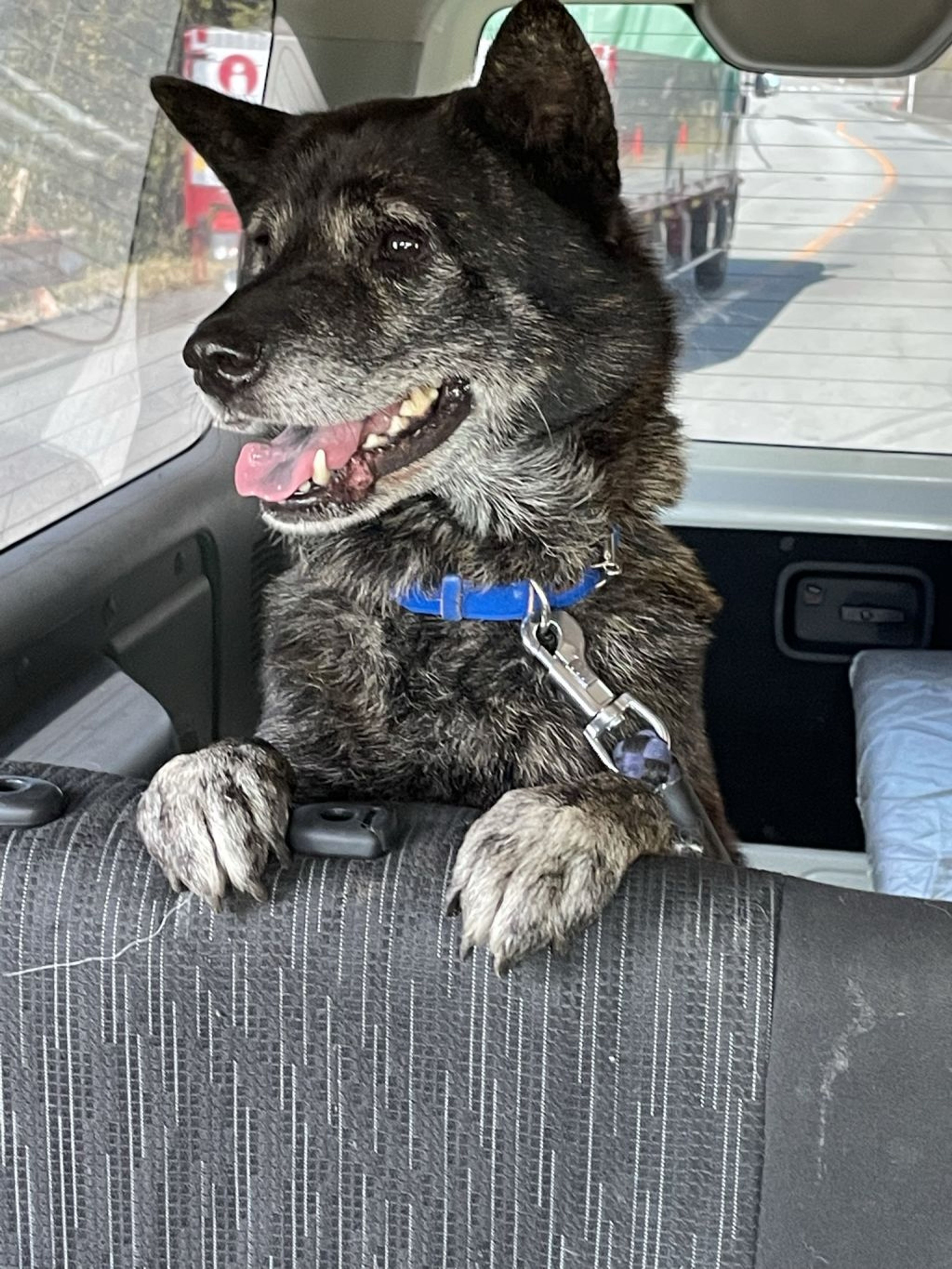 pet-image-8