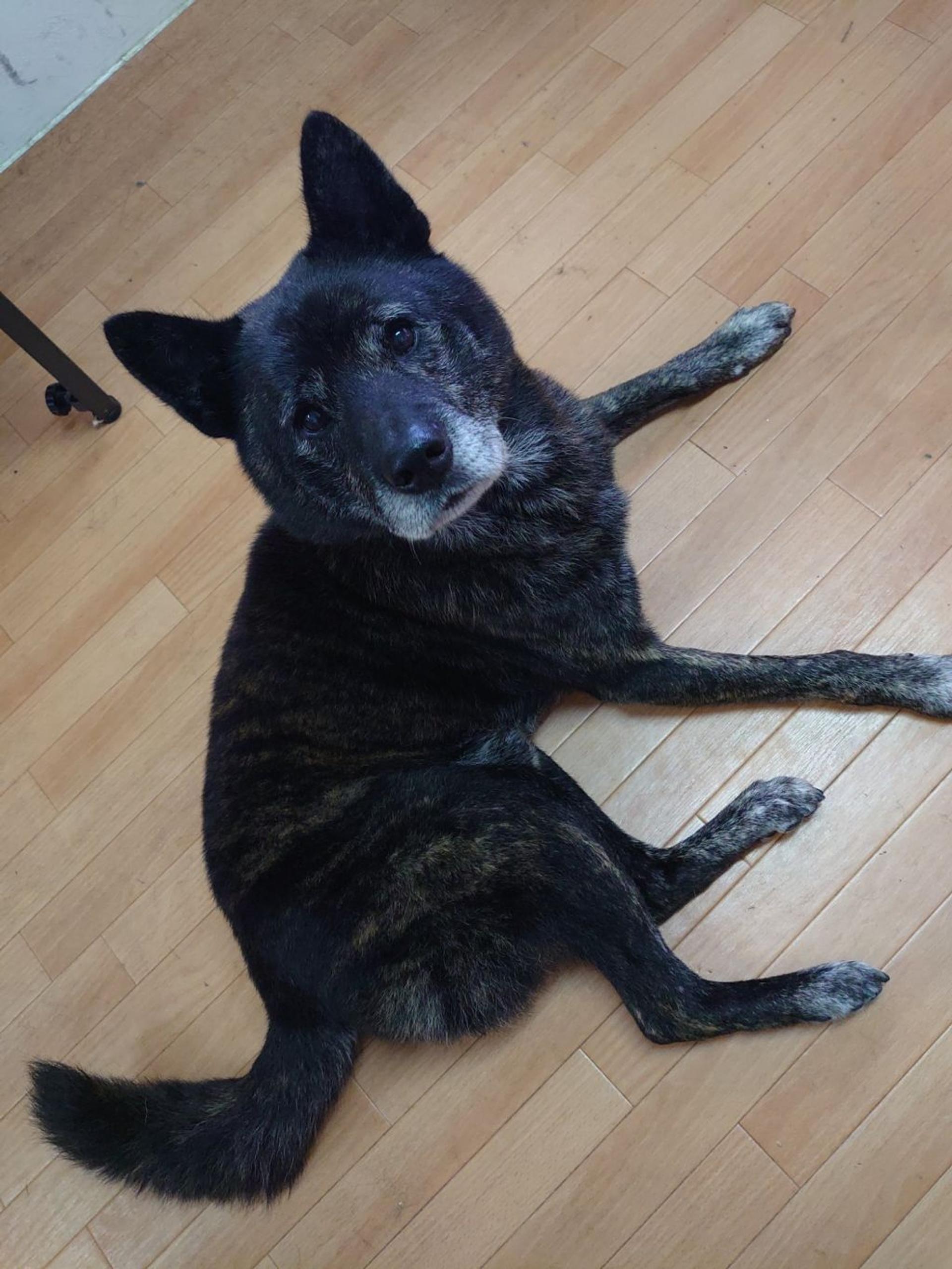 pet-image-10
