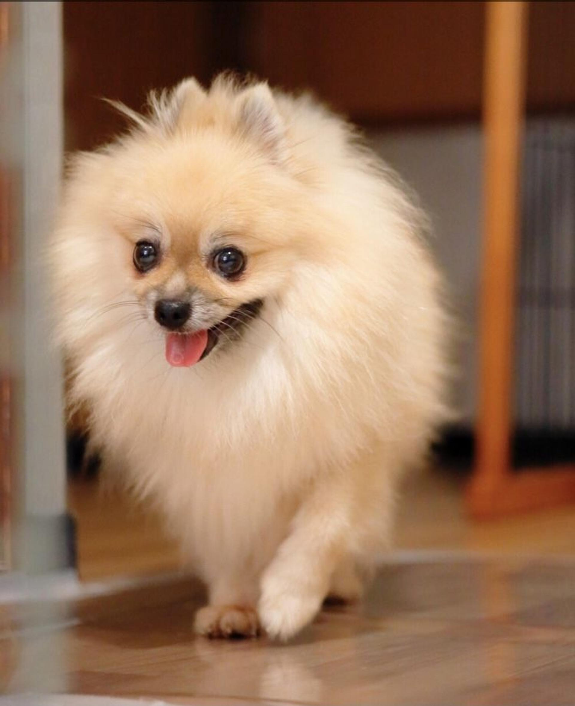 pet-image-2