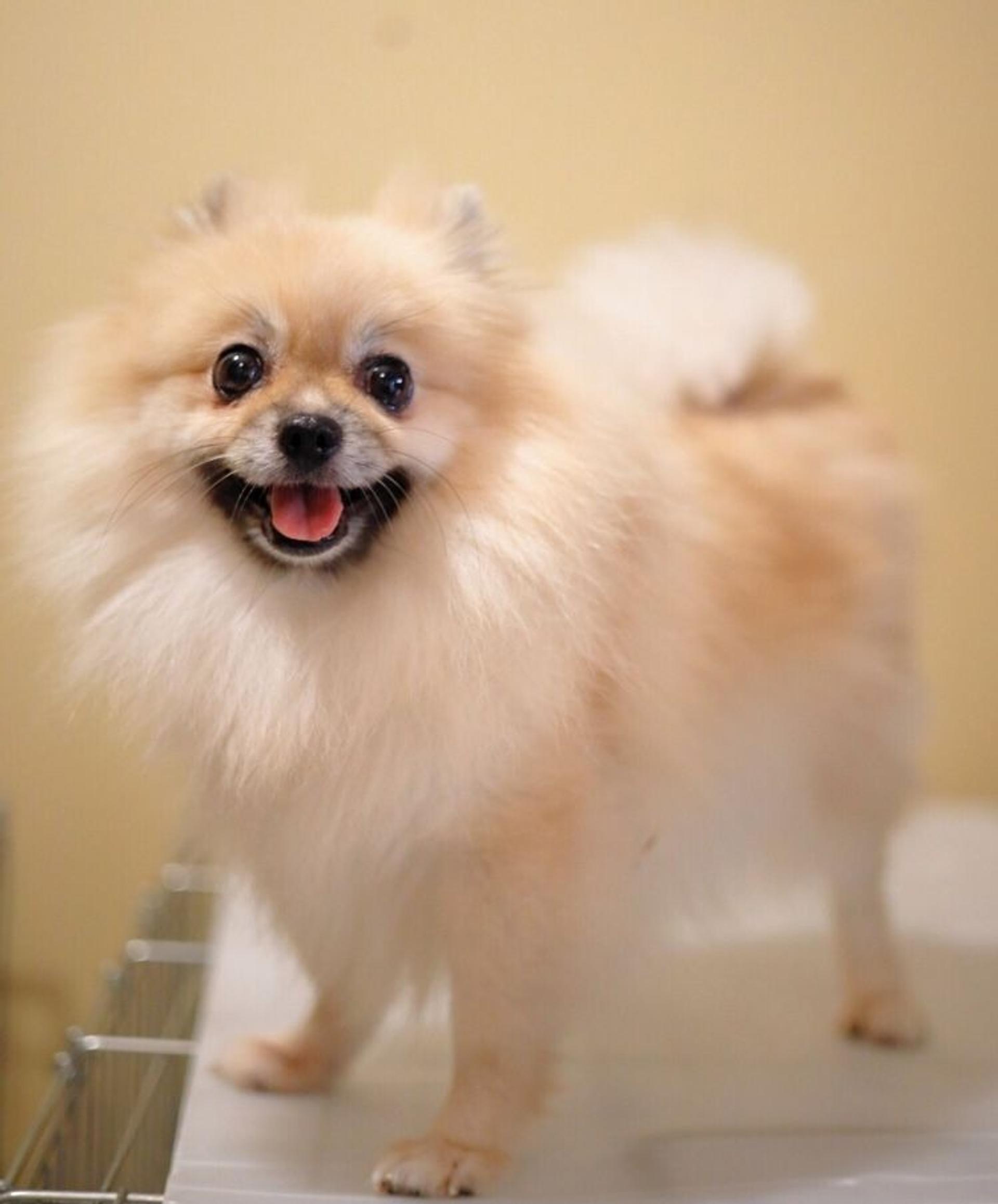 pet-image-4