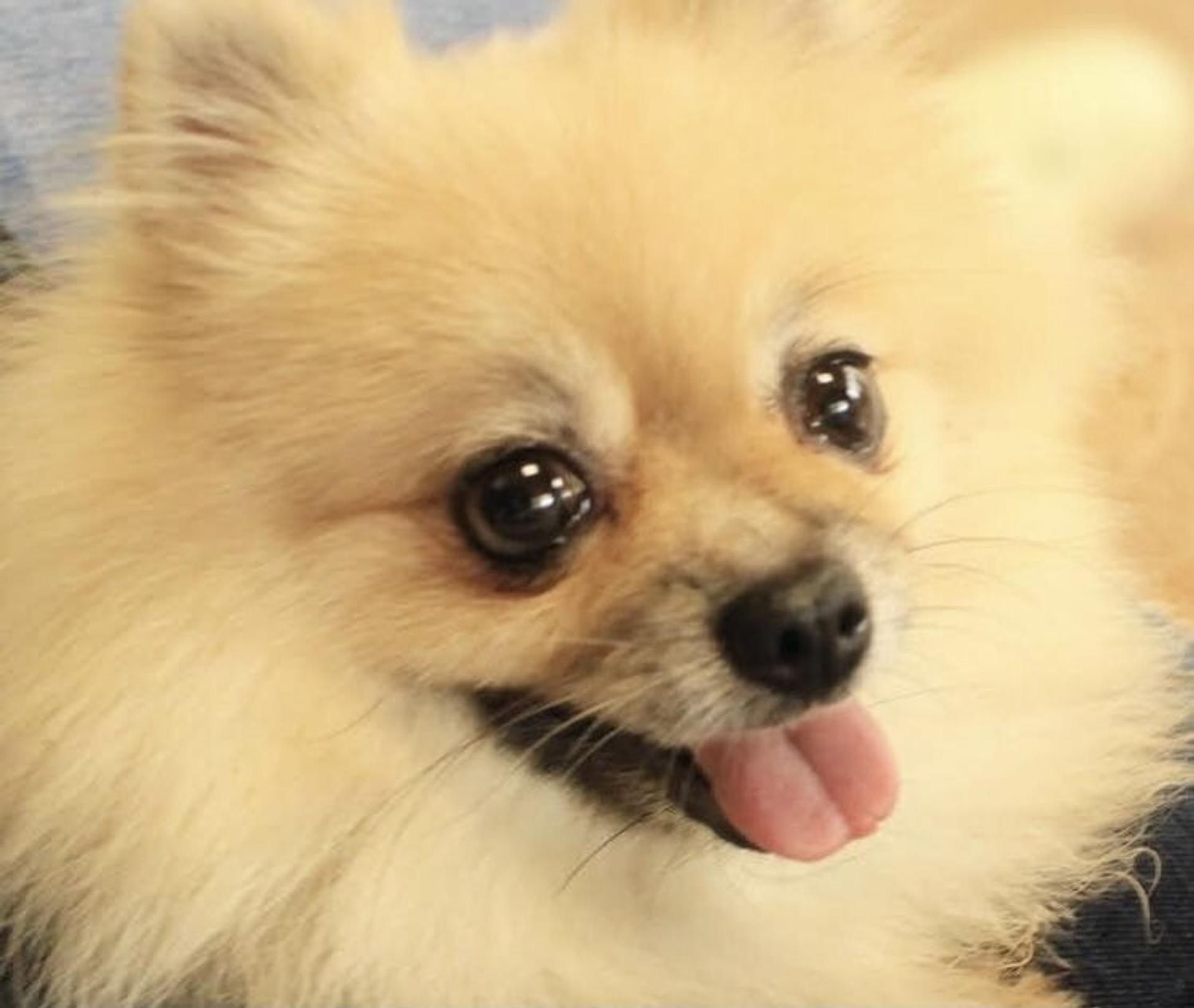 pet-image-5