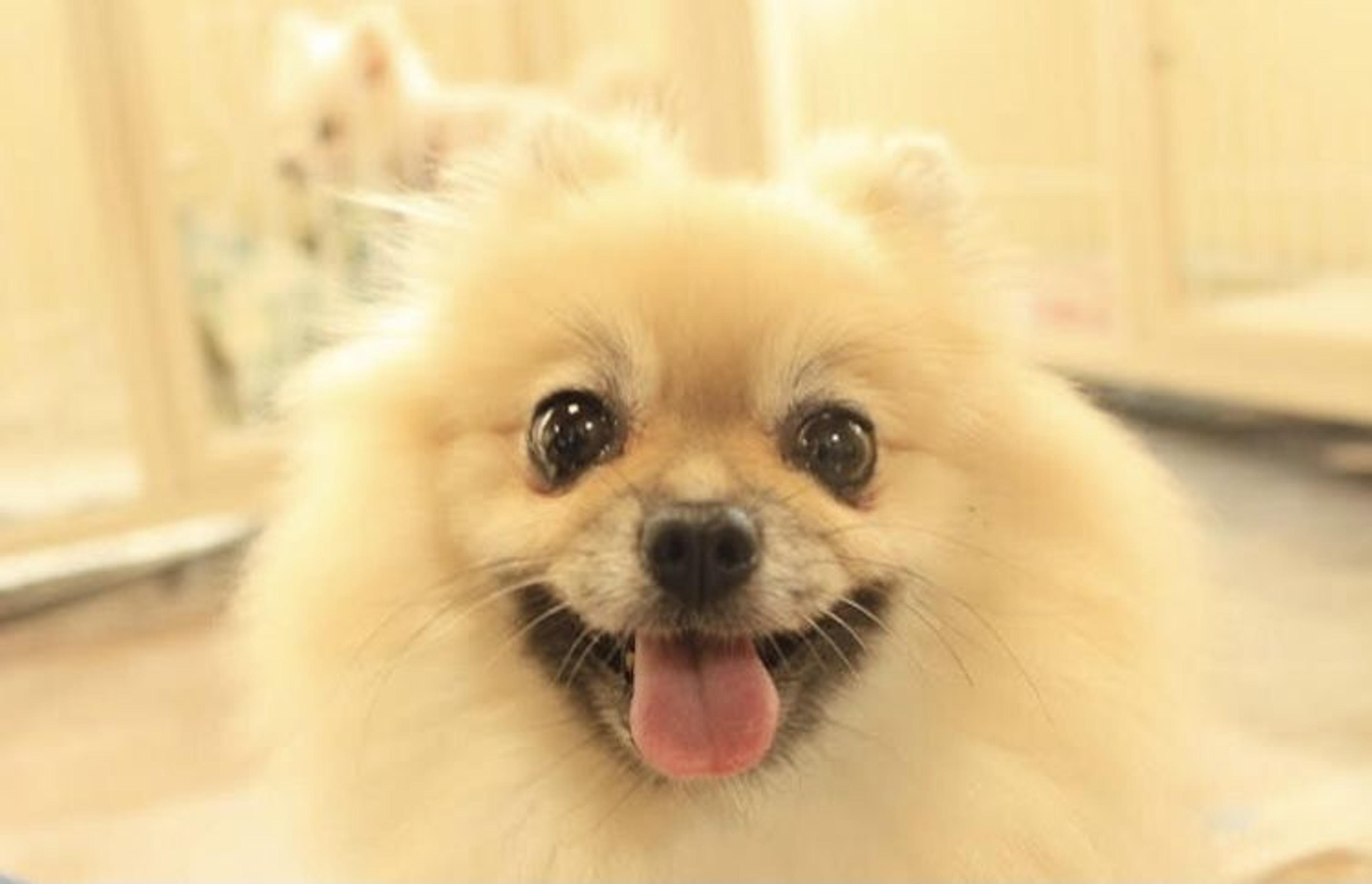 pet-image-6