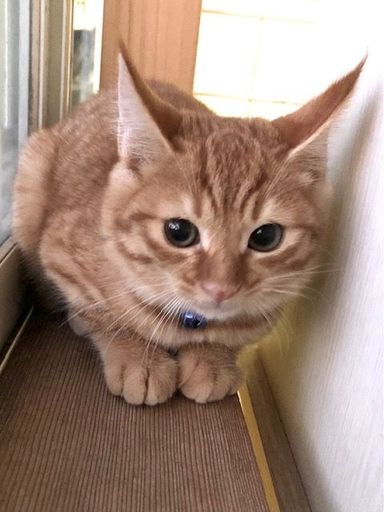 ルーカスの写真