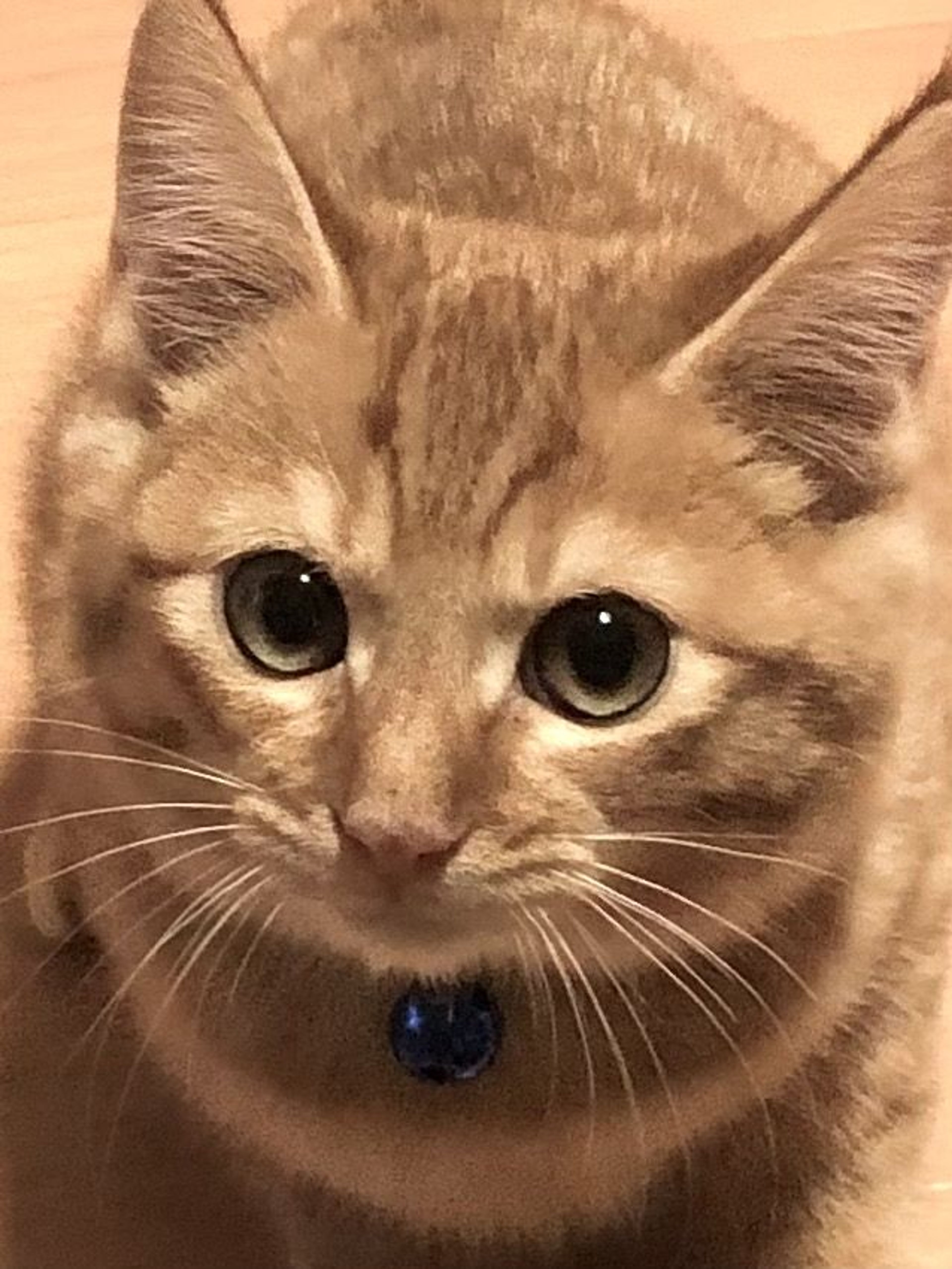 pet-image-3