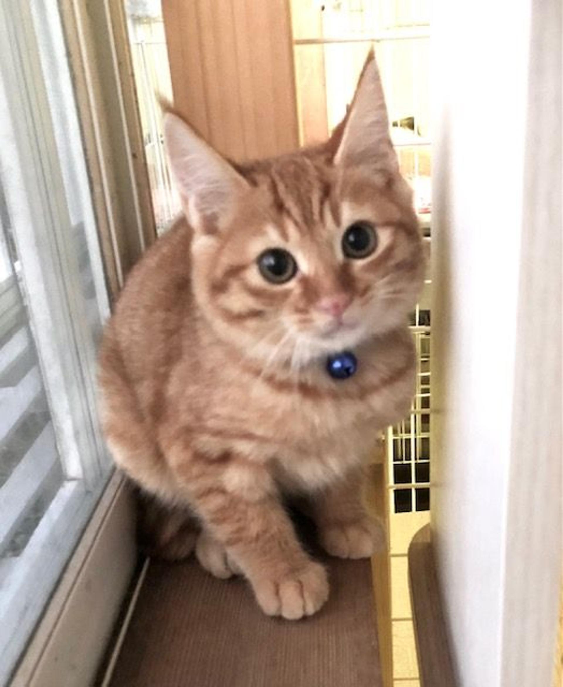 pet-image-5