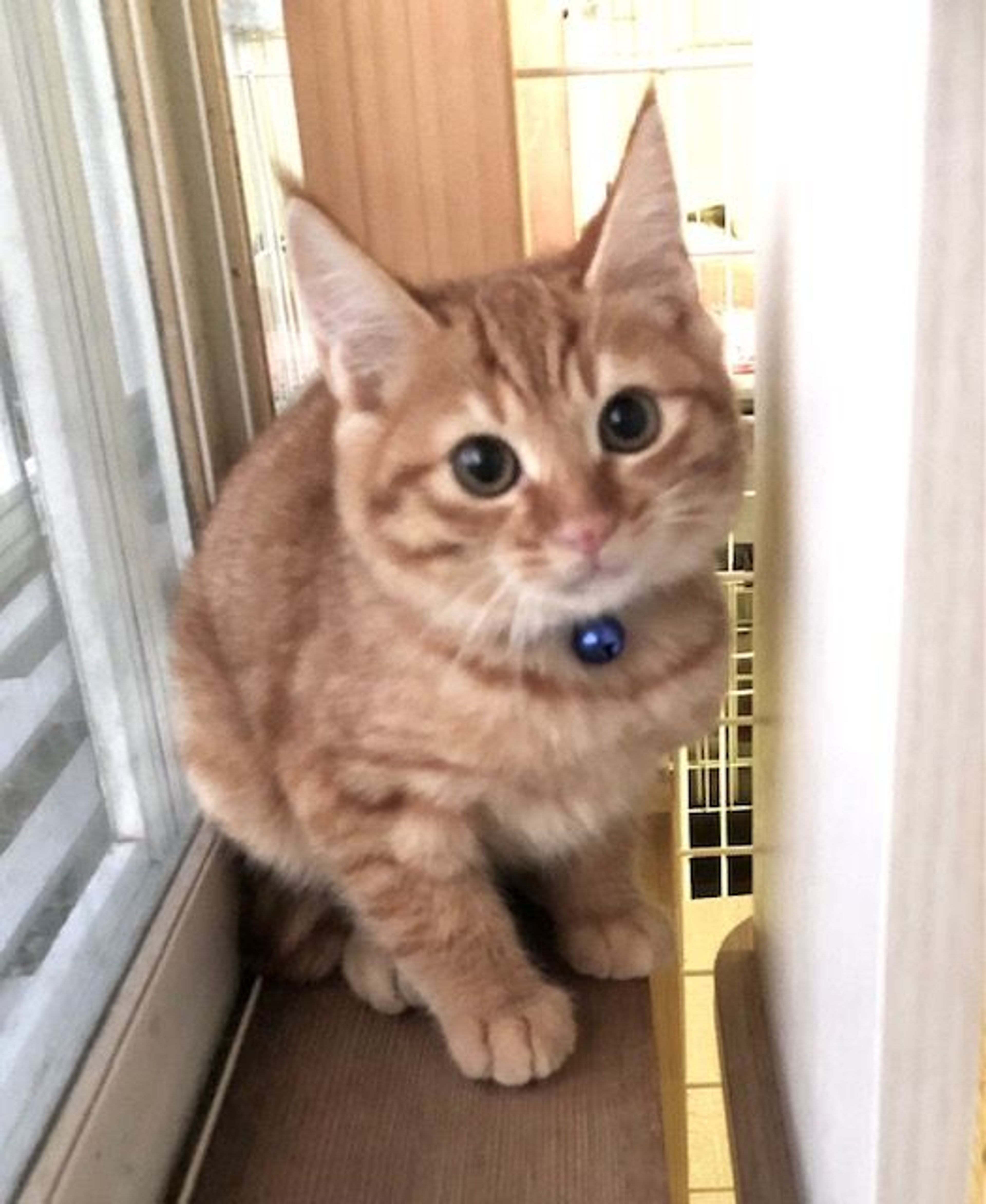 pet-image-5