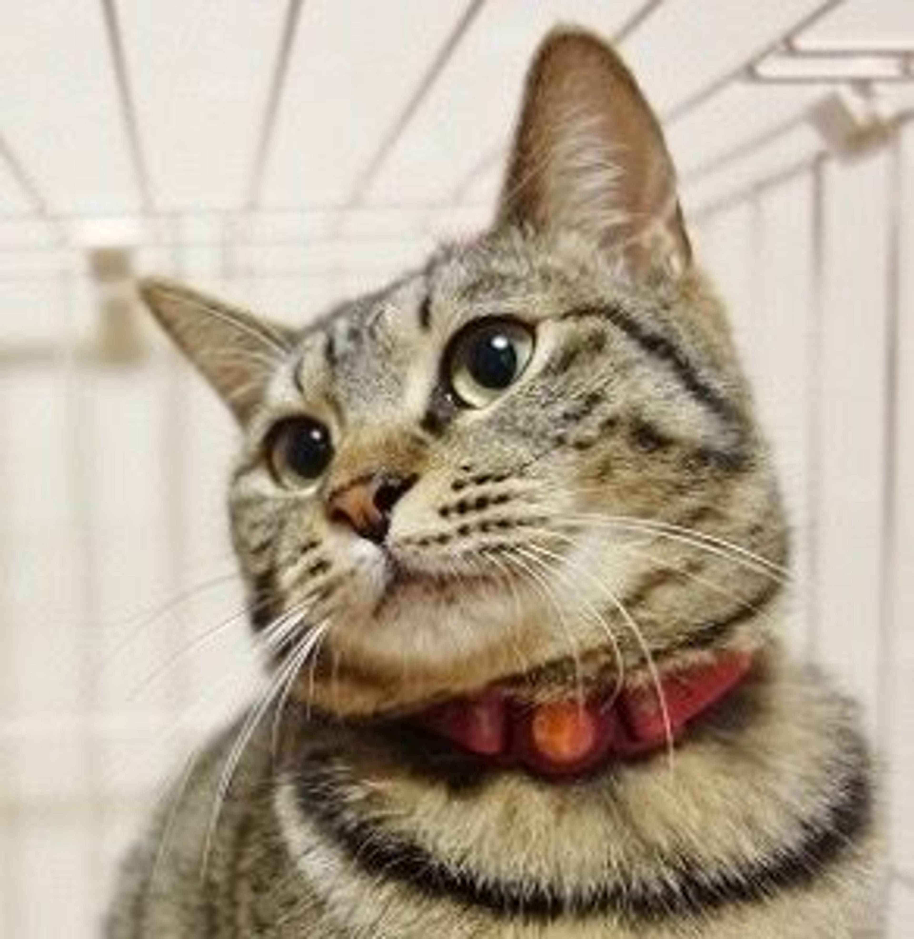 雑種（ミックス猫）・メスの里親募集の写真