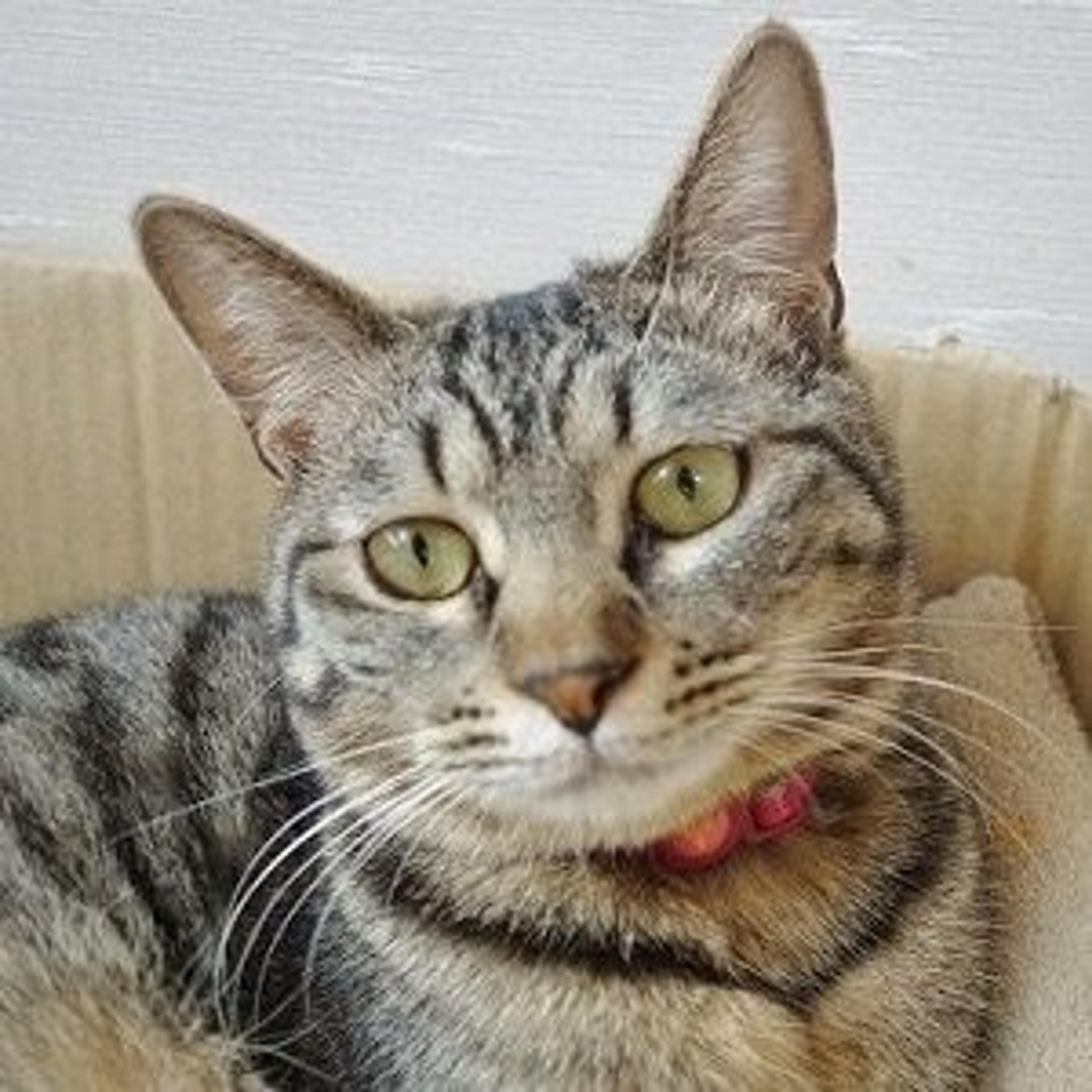 pet-image-2