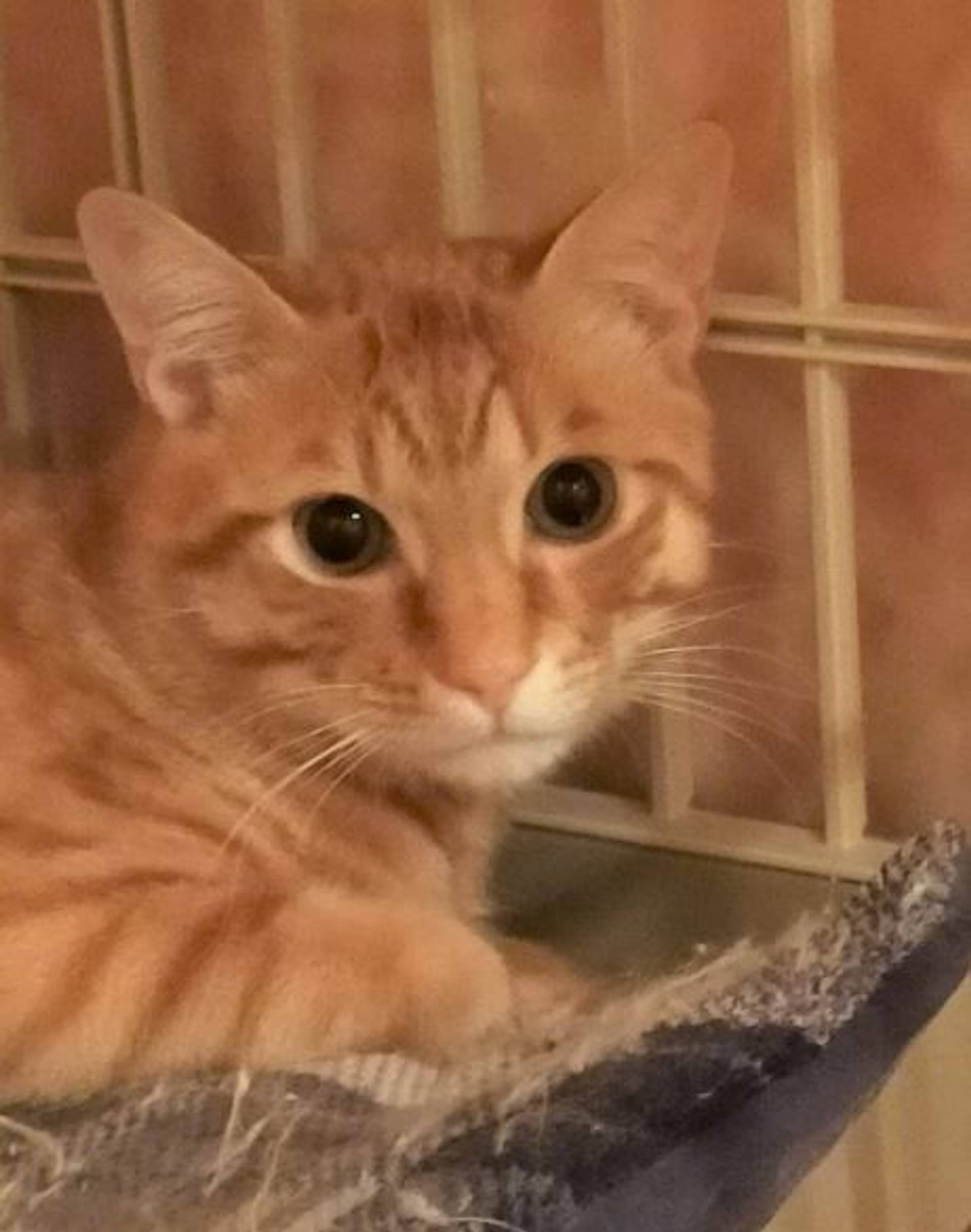 雑種（ミックス猫）・オスの里親募集の写真