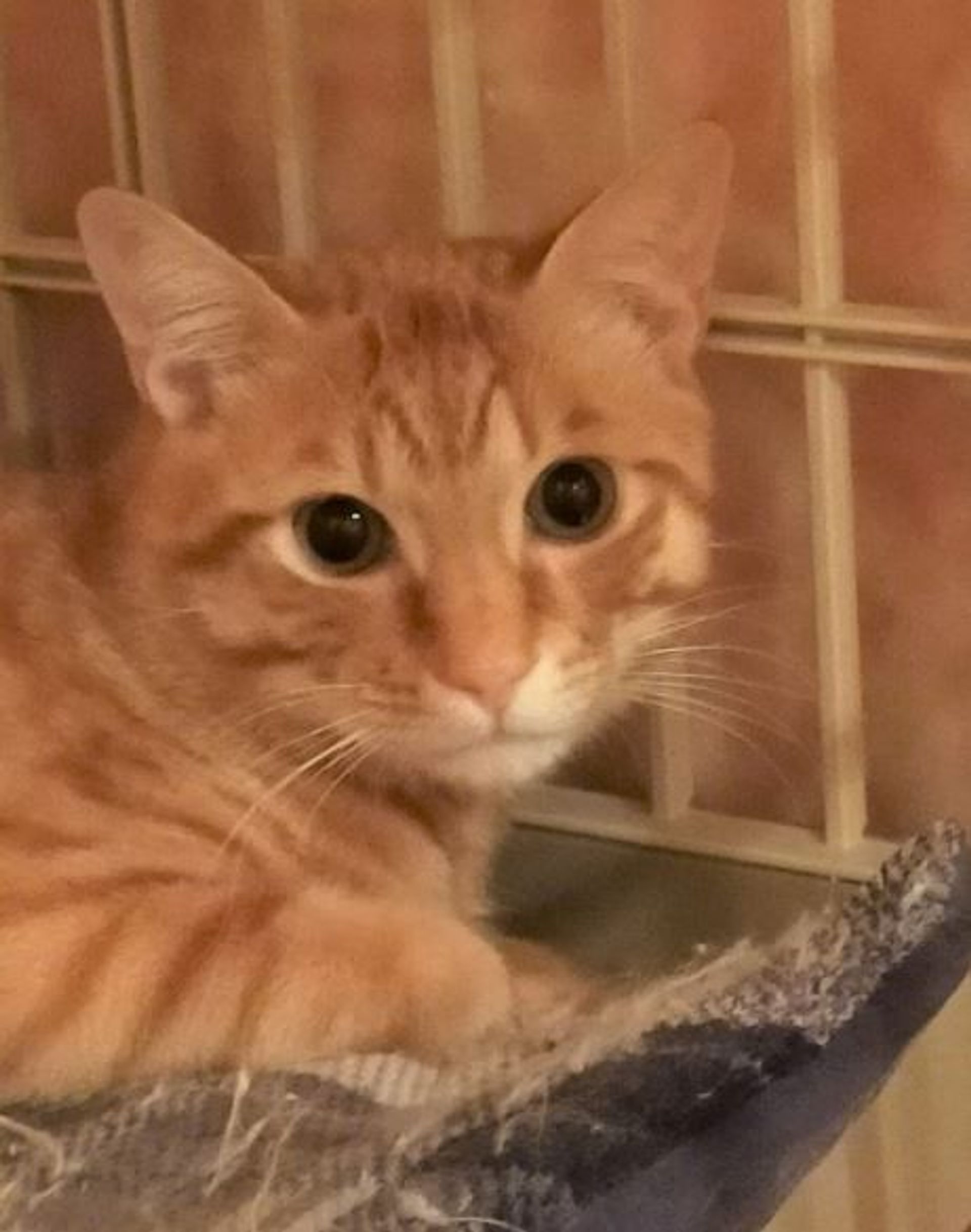 雑種（ミックス猫）・オスの里親募集の写真