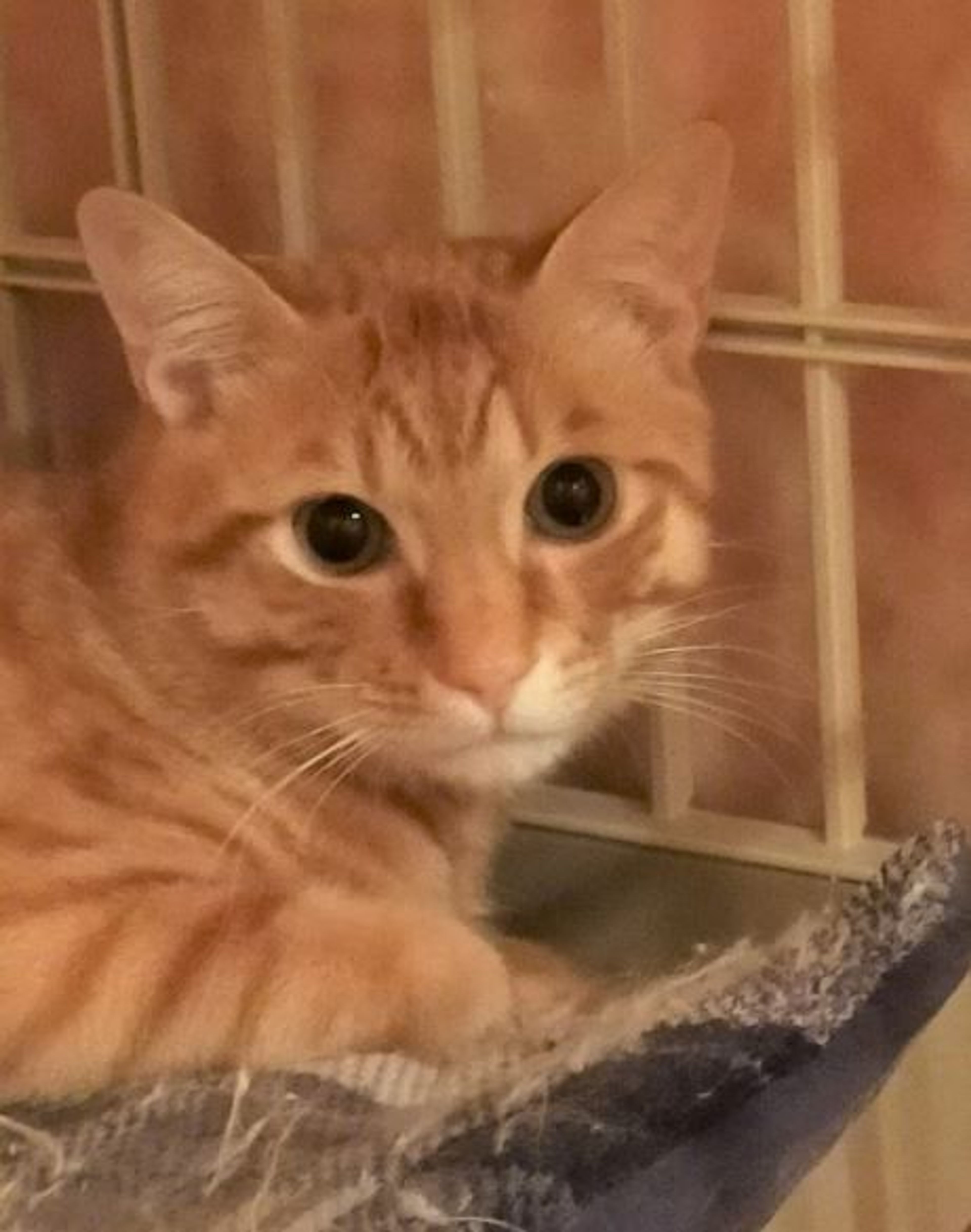 雑種（ミックス猫）・オスの里親募集の写真