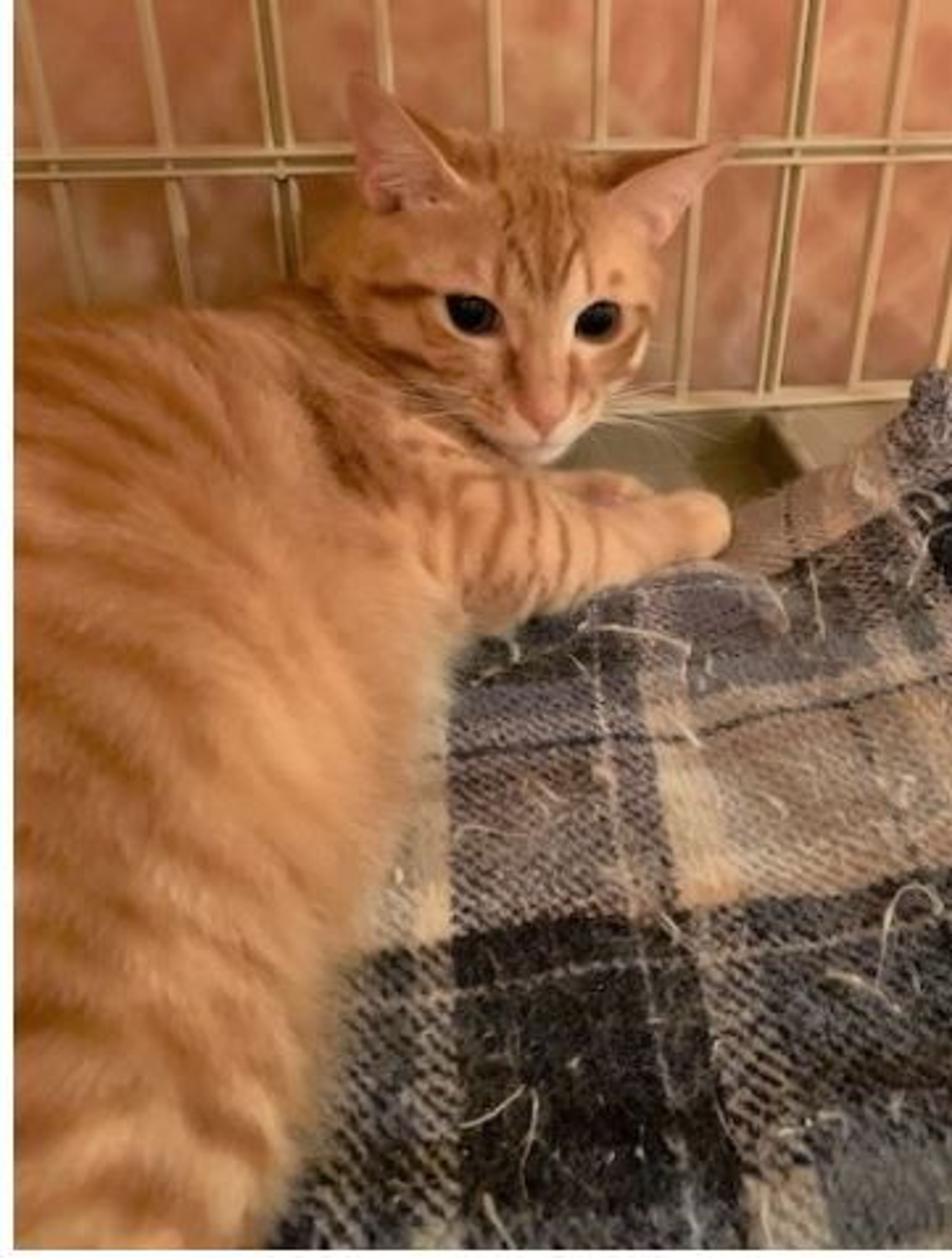 pet-image-3