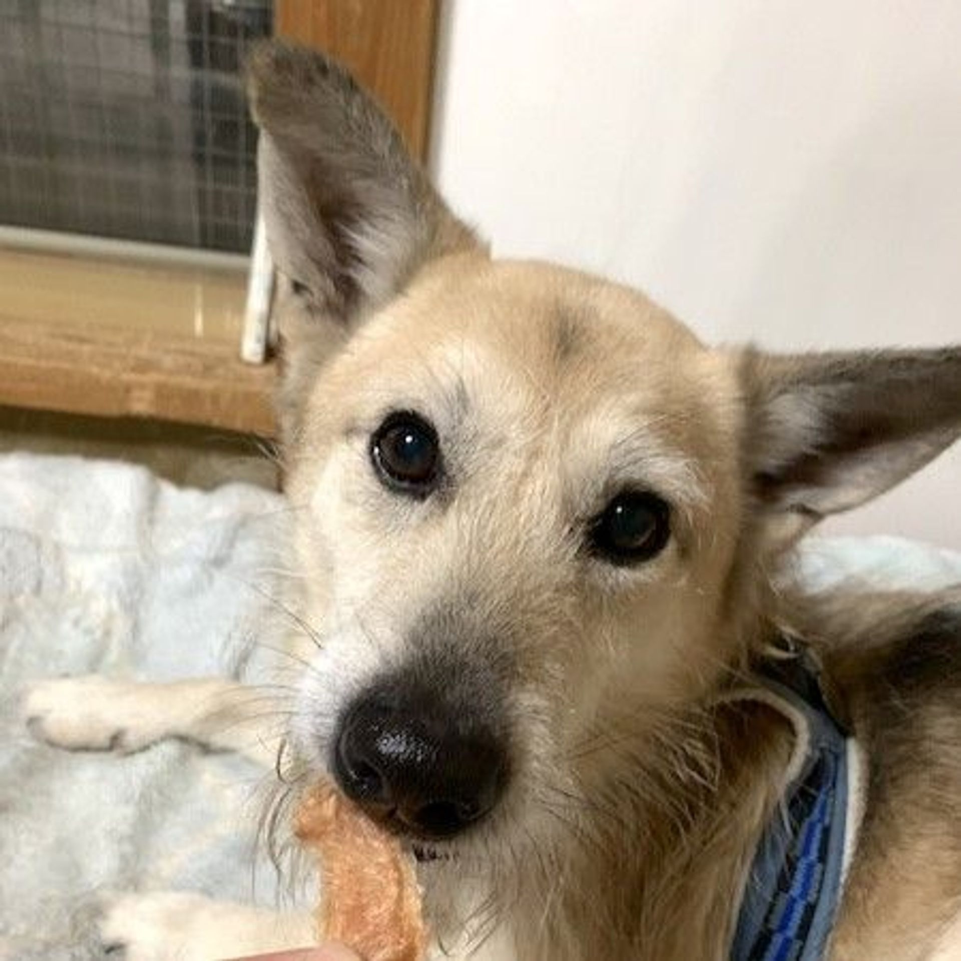 雑種（ミックス犬）・オスの里親募集の写真