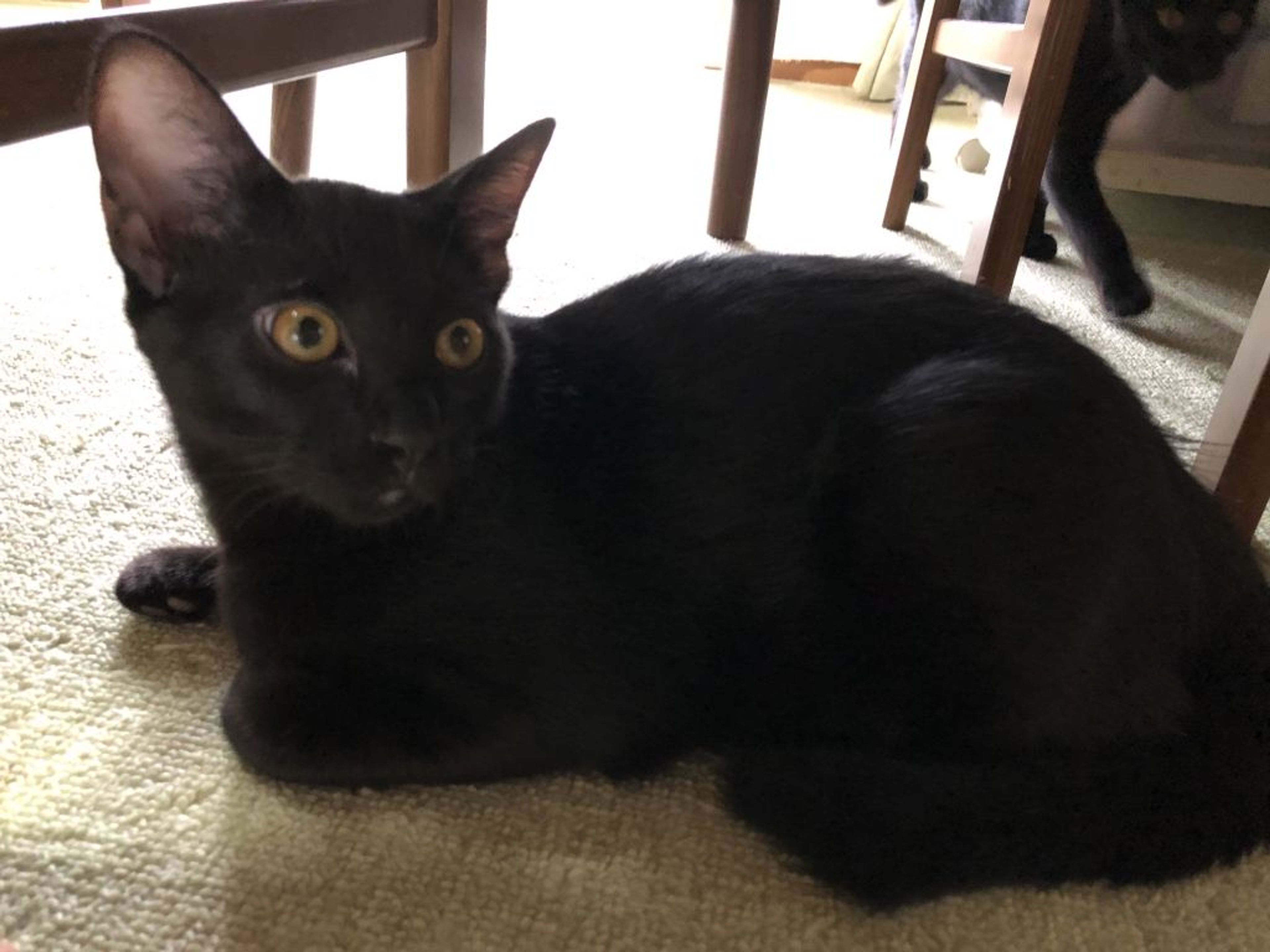 pet-image-2