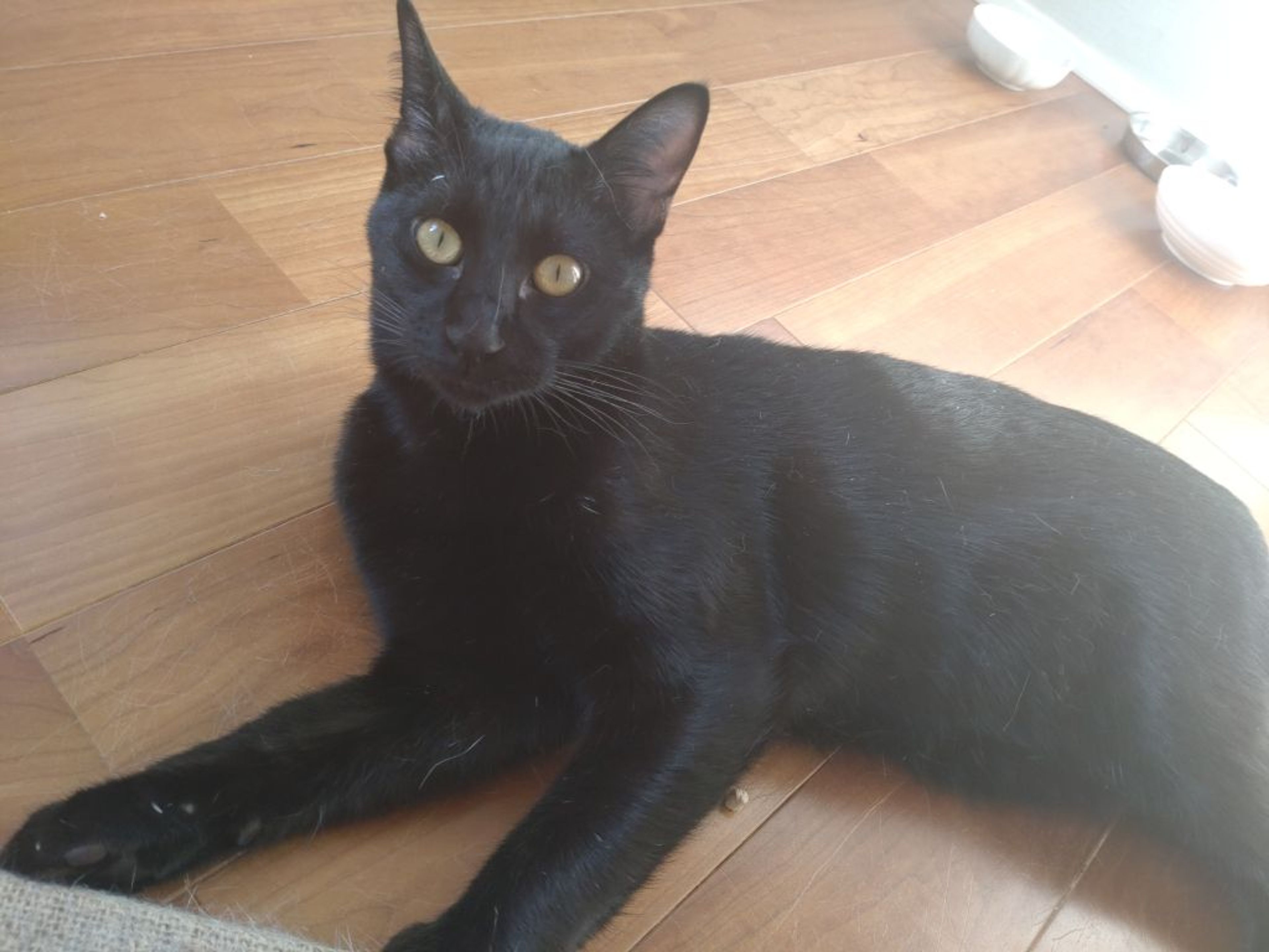 pet-image-2