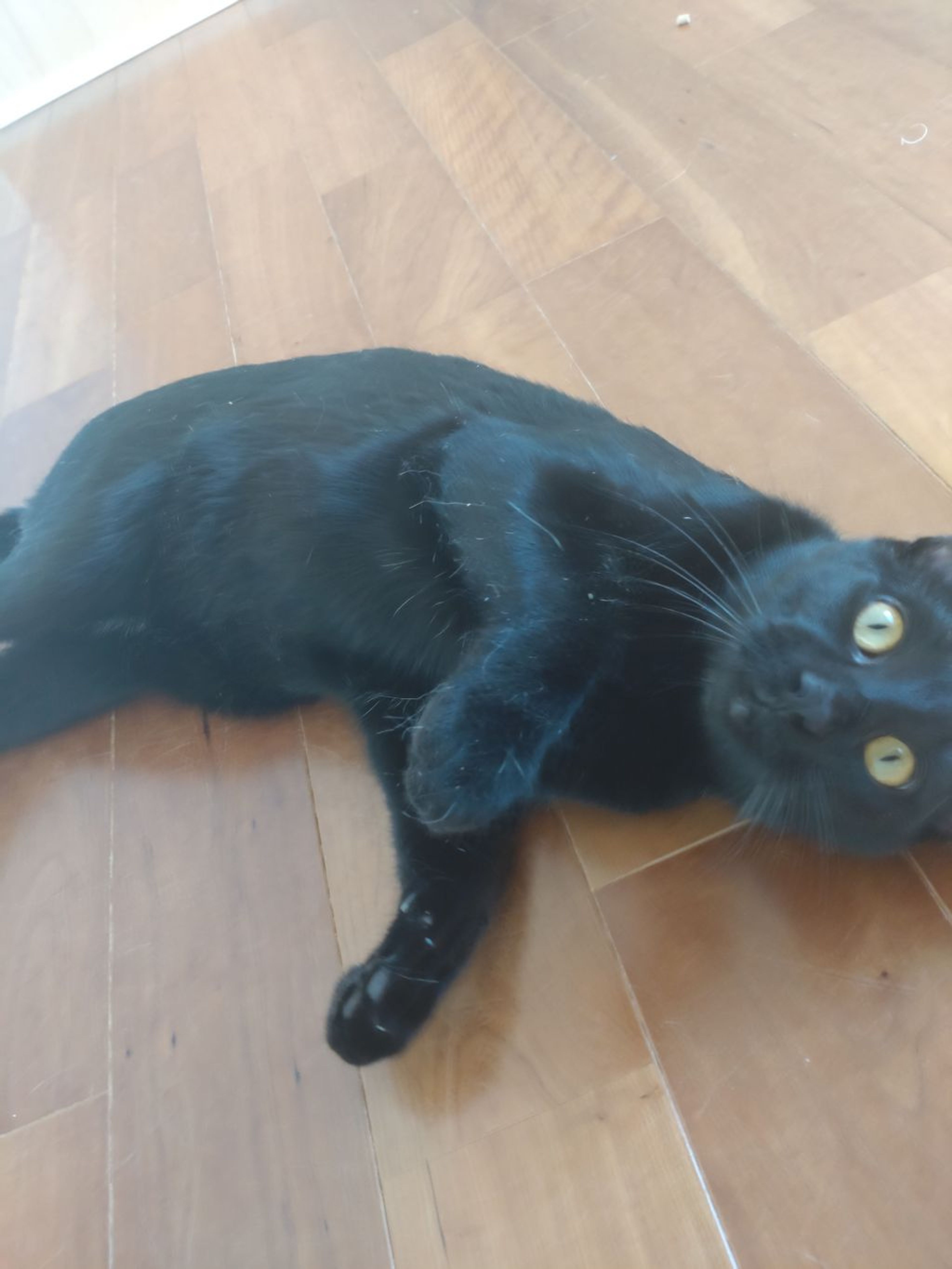 pet-image-4