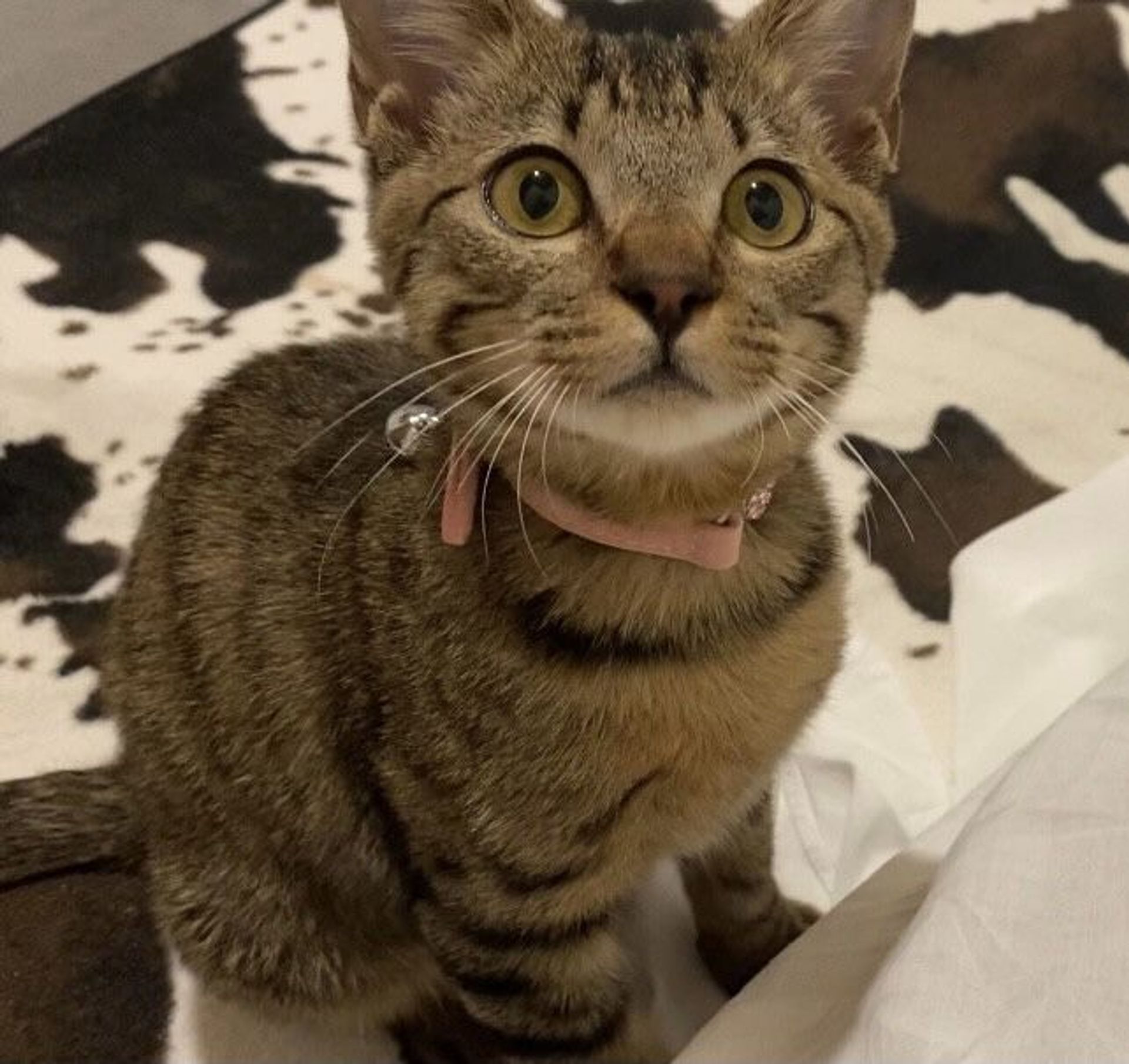 雑種（ミックス猫）・オスの里親募集の写真