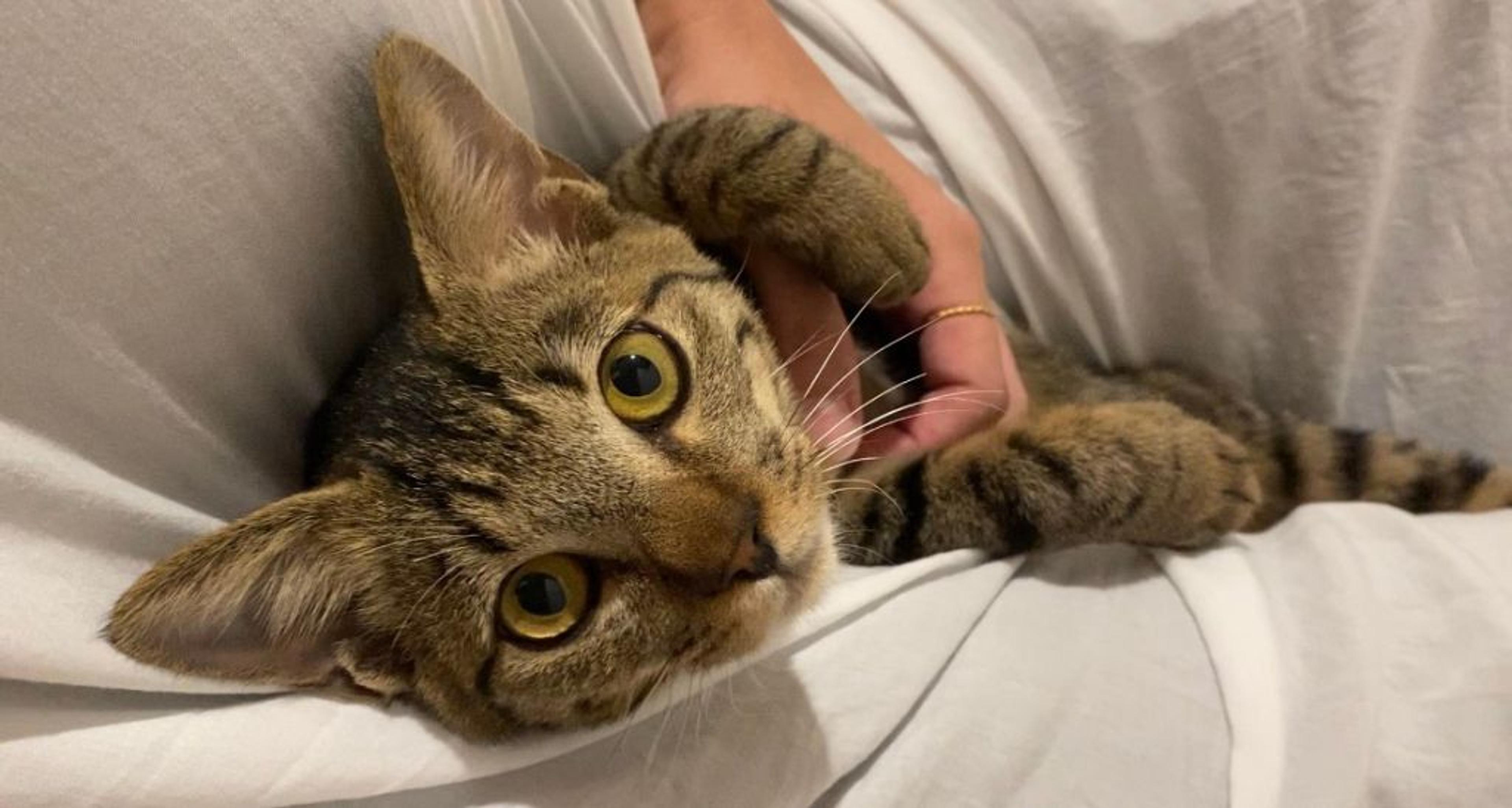 pet-image-2