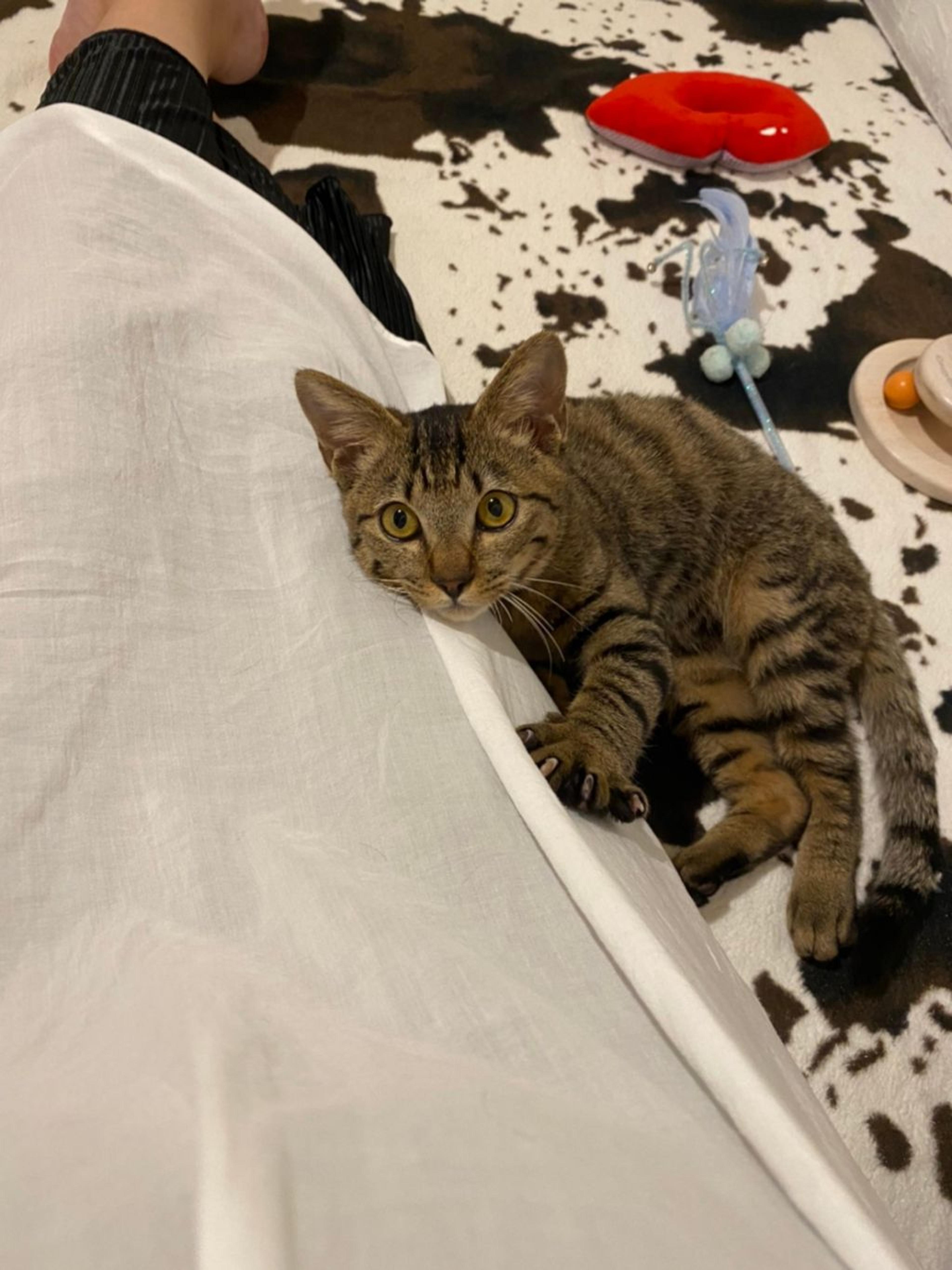 pet-image-4