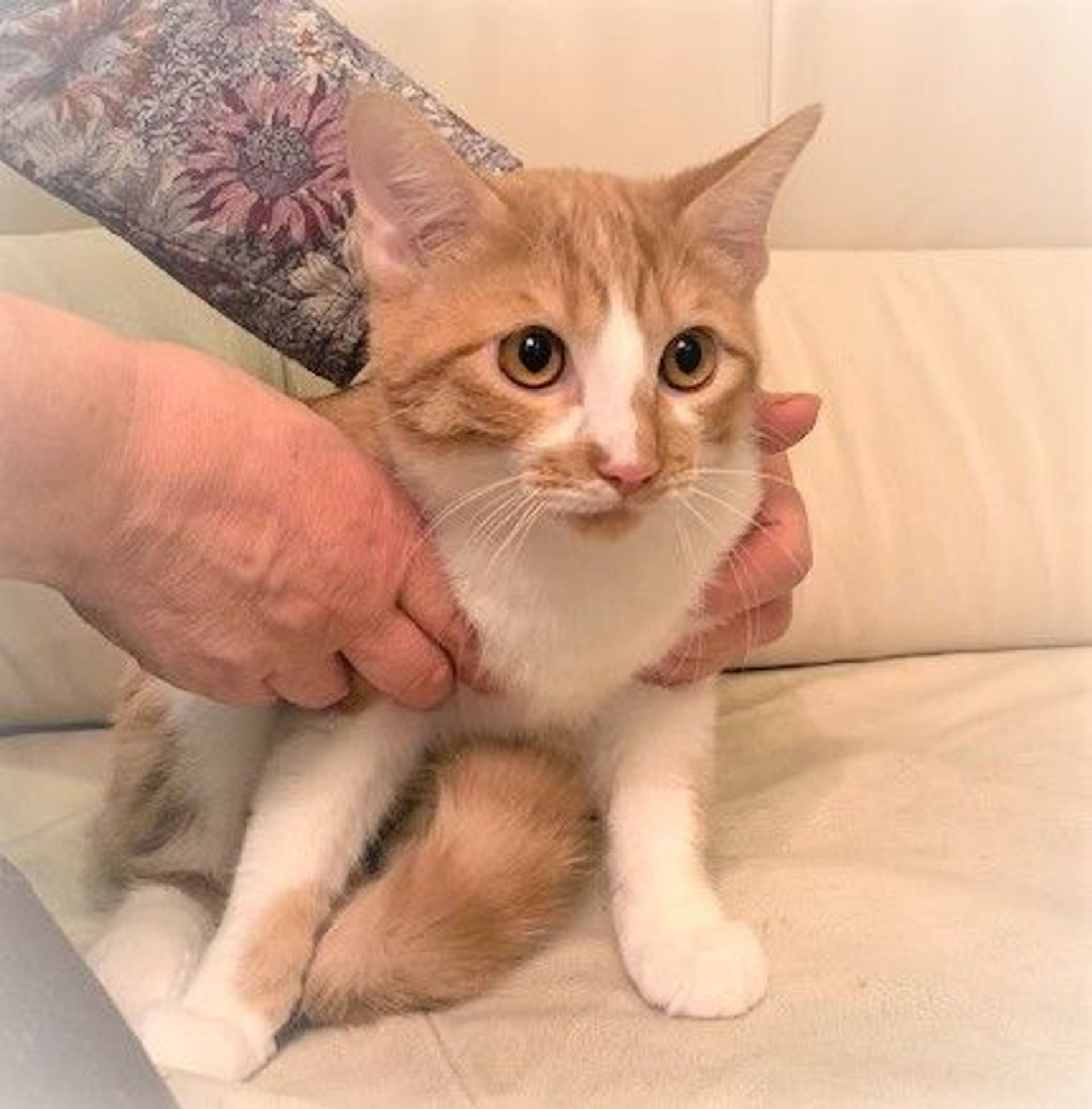 雑種（ミックス猫）・オスの里親募集の写真