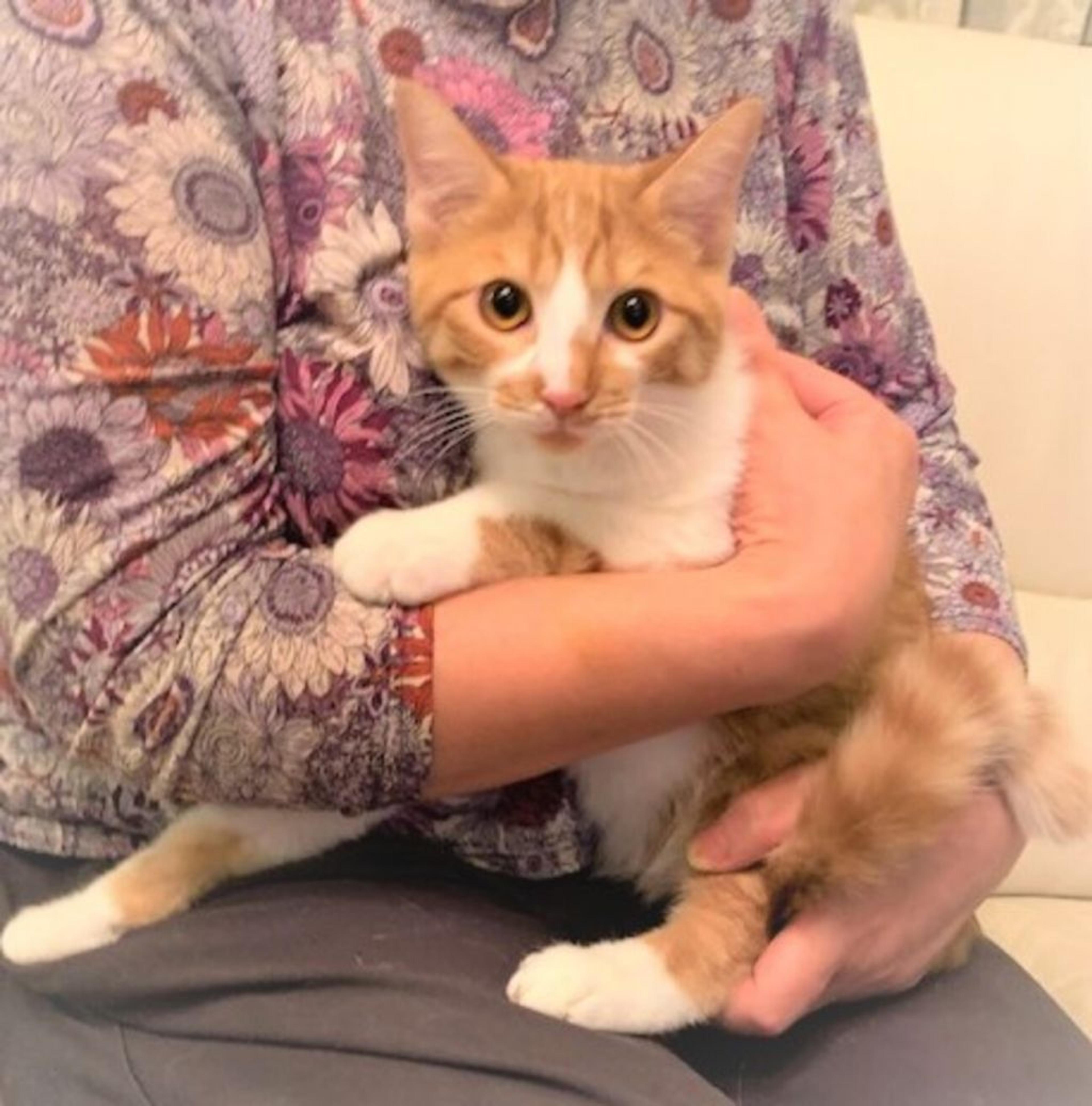 pet-image-3