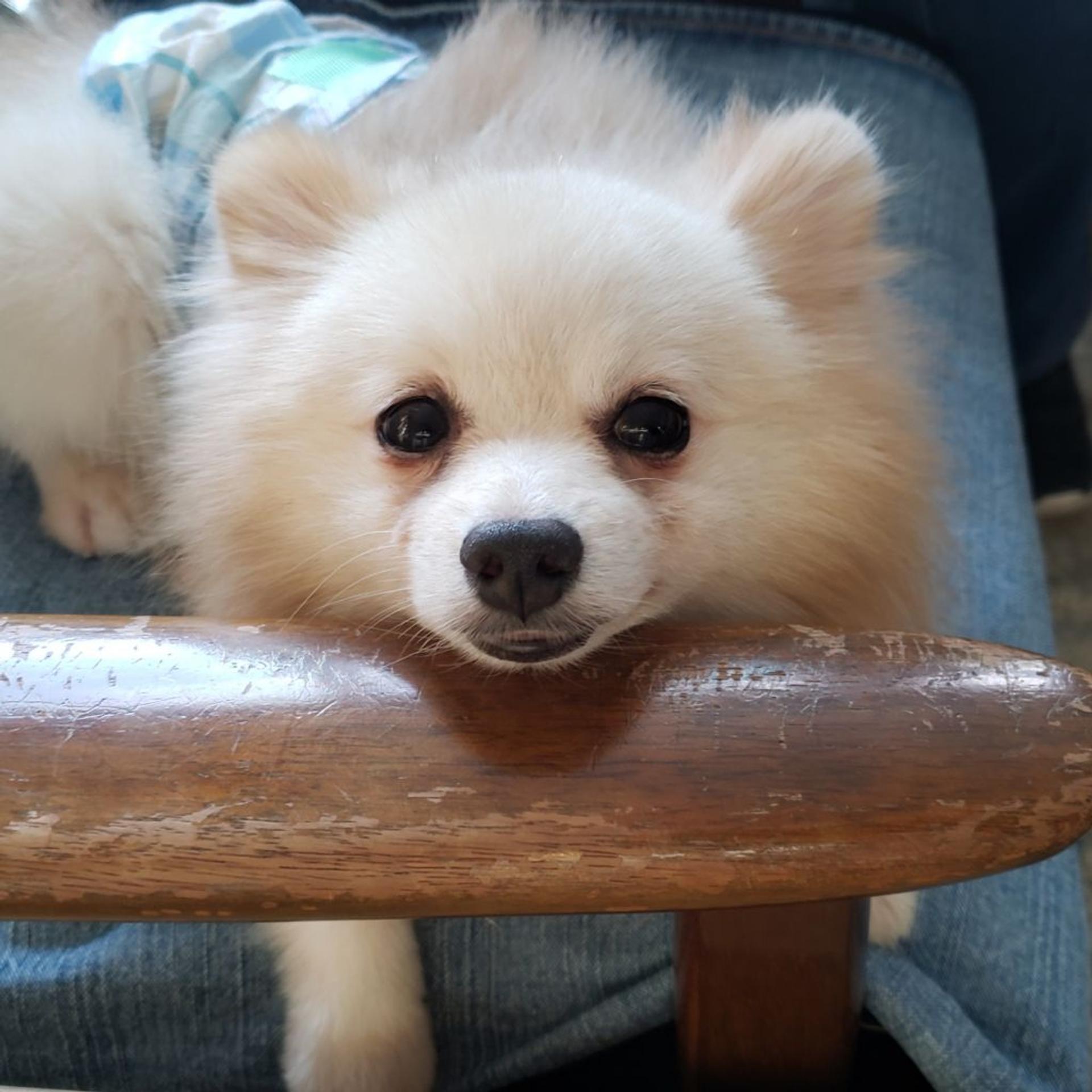 pet-image-2