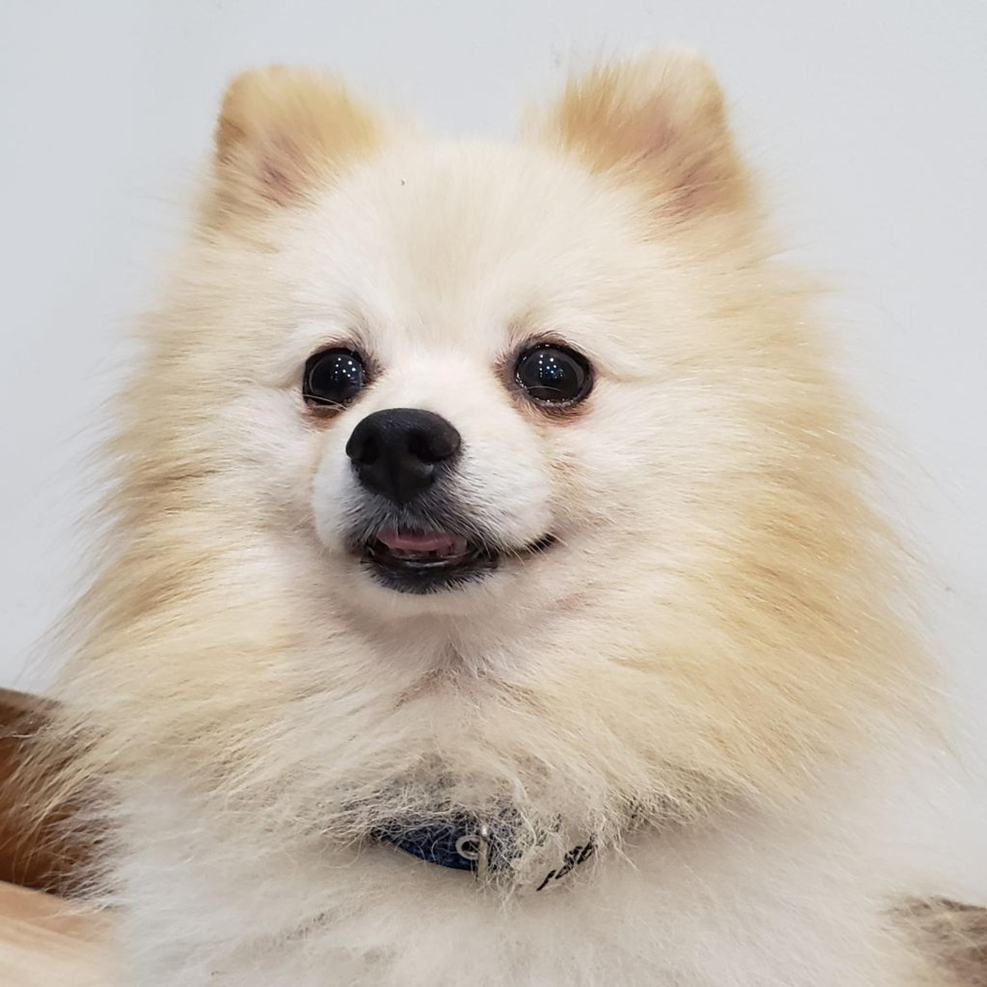 pet-image-3