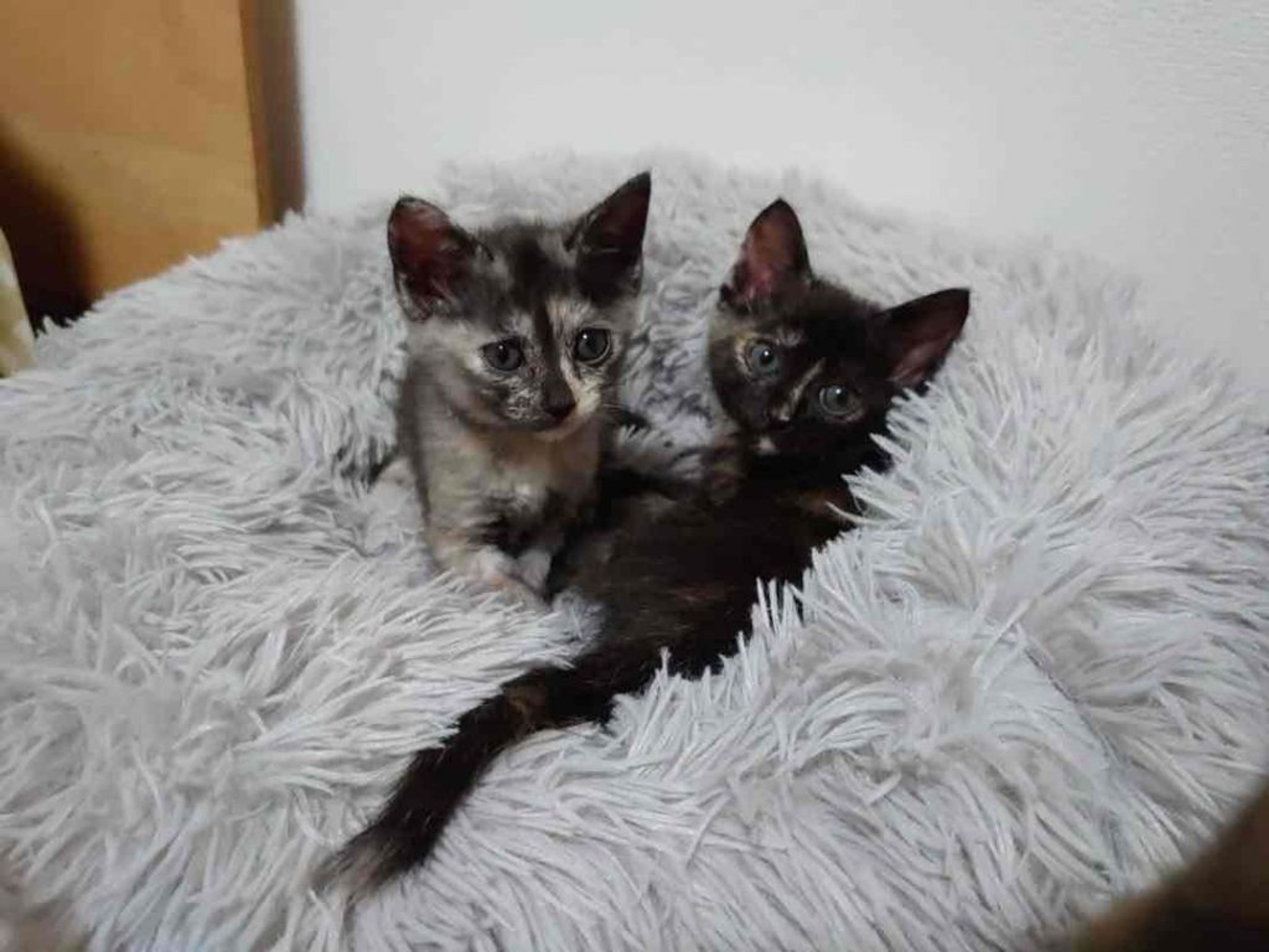 pet-image-4