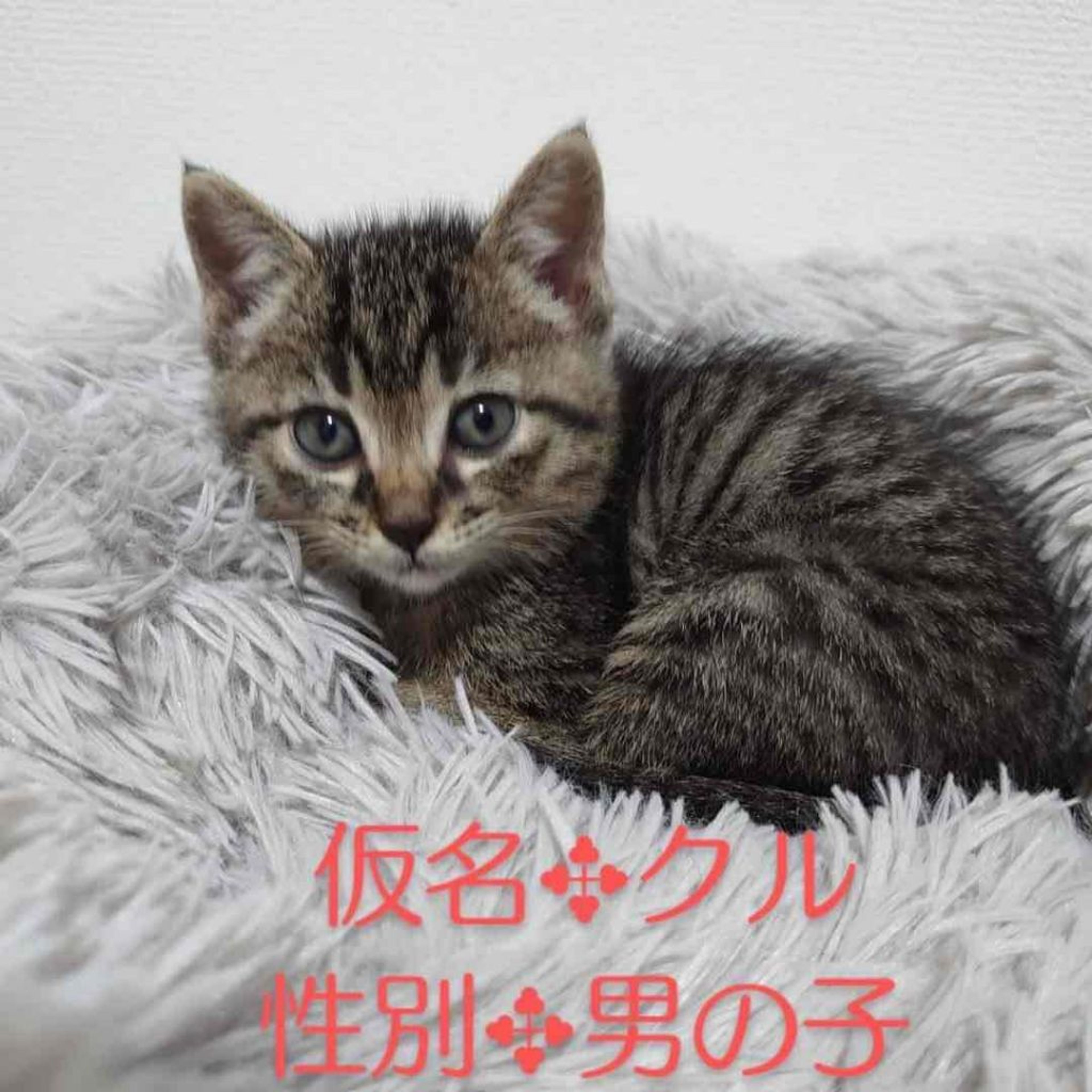 雑種（ミックス猫）・オスの里親募集の写真