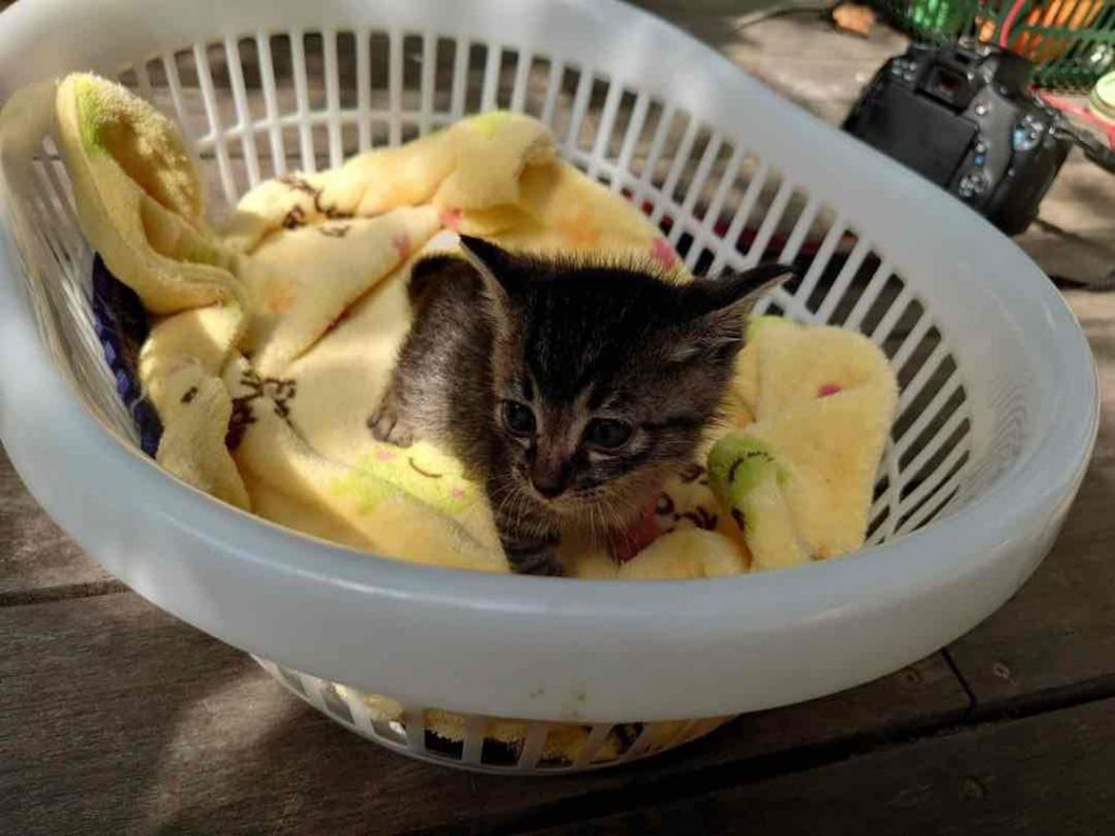 pet-image-3