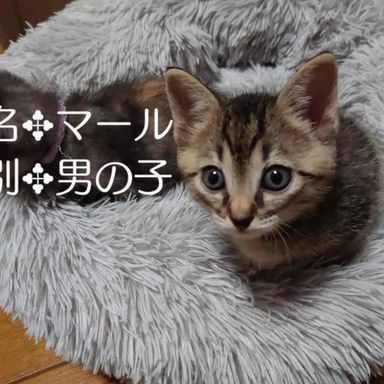 マールの写真