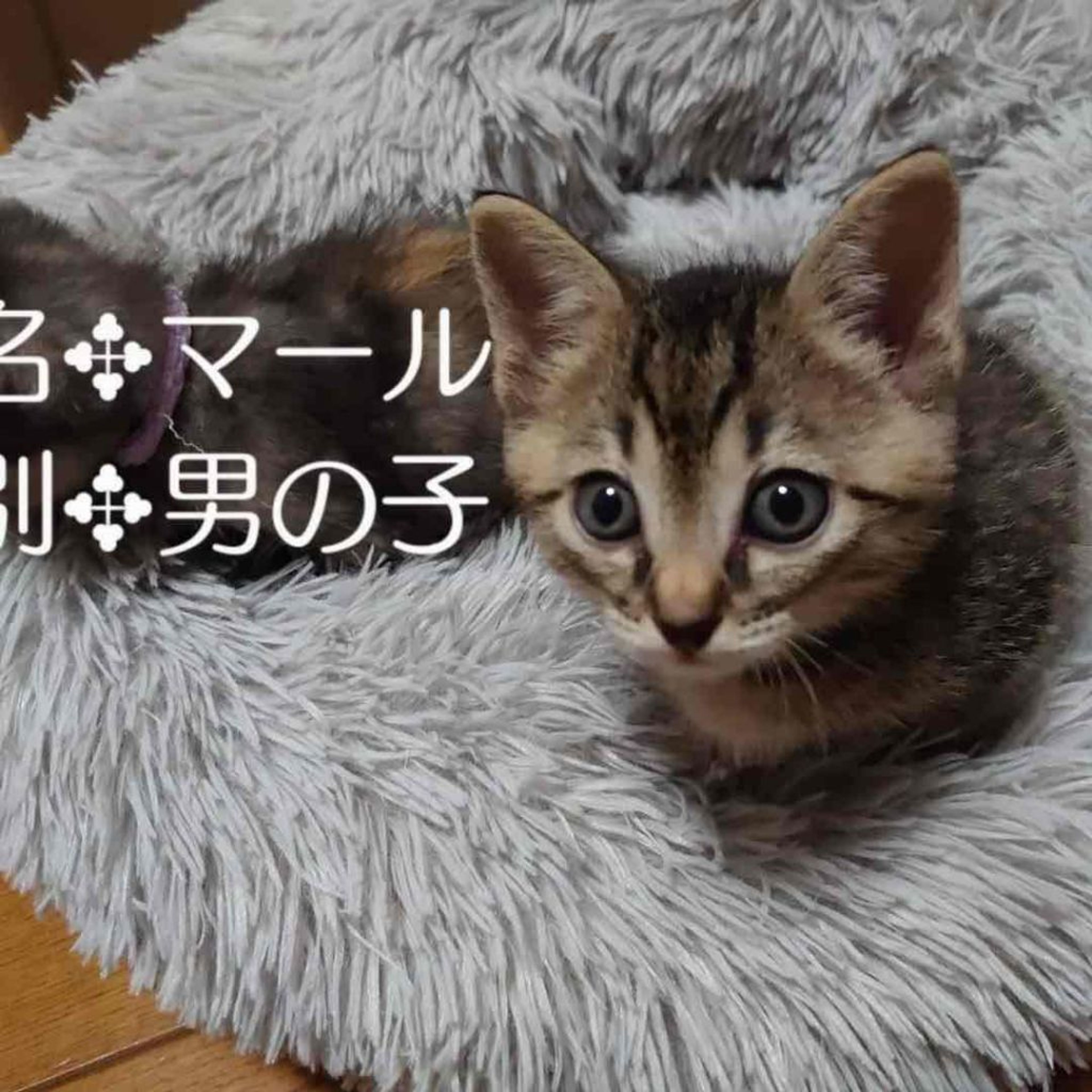 雑種（ミックス猫）・オスの里親募集の写真
