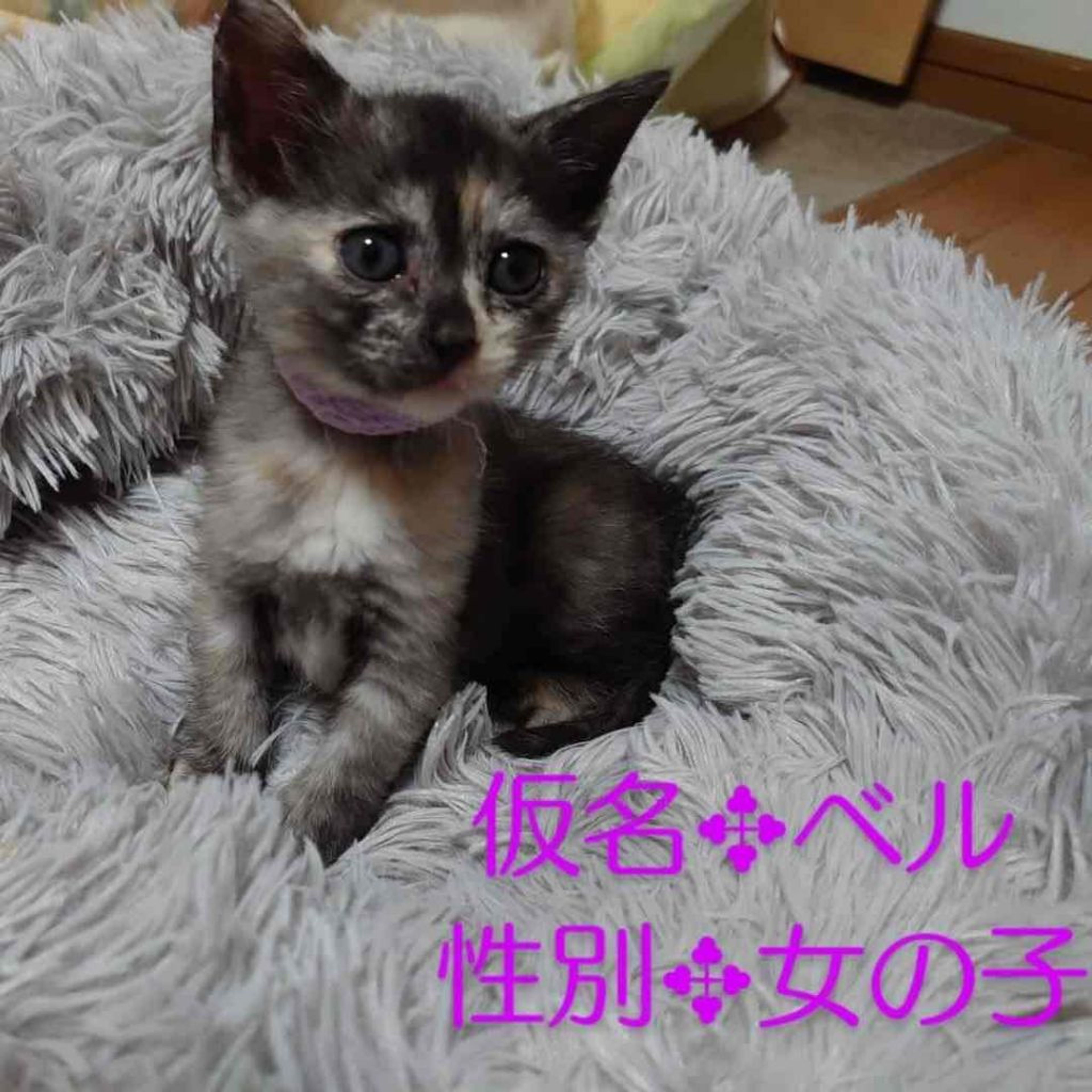 雑種（ミックス猫）・メスの里親募集の写真
