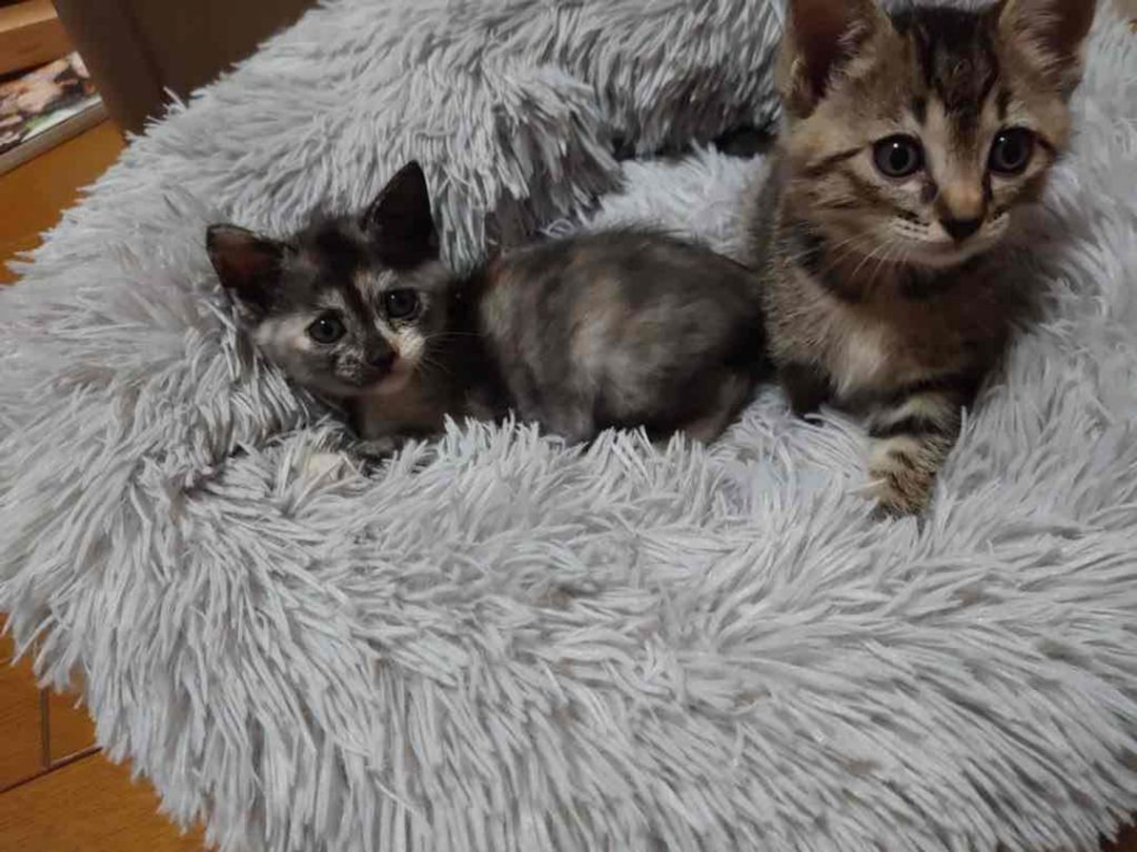 pet-image-4