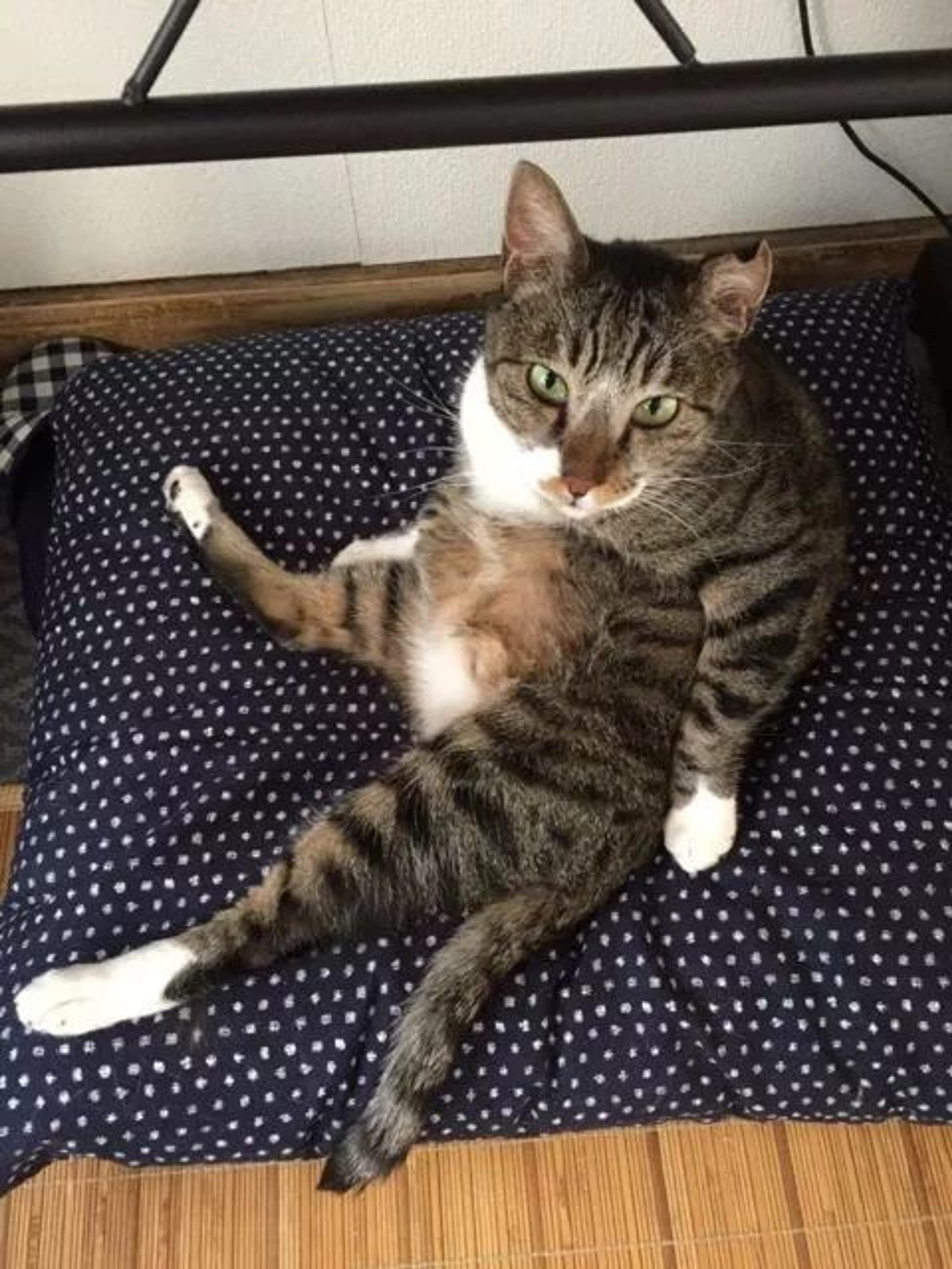 pet-image-3