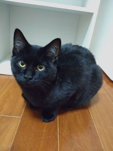 ビターの写真