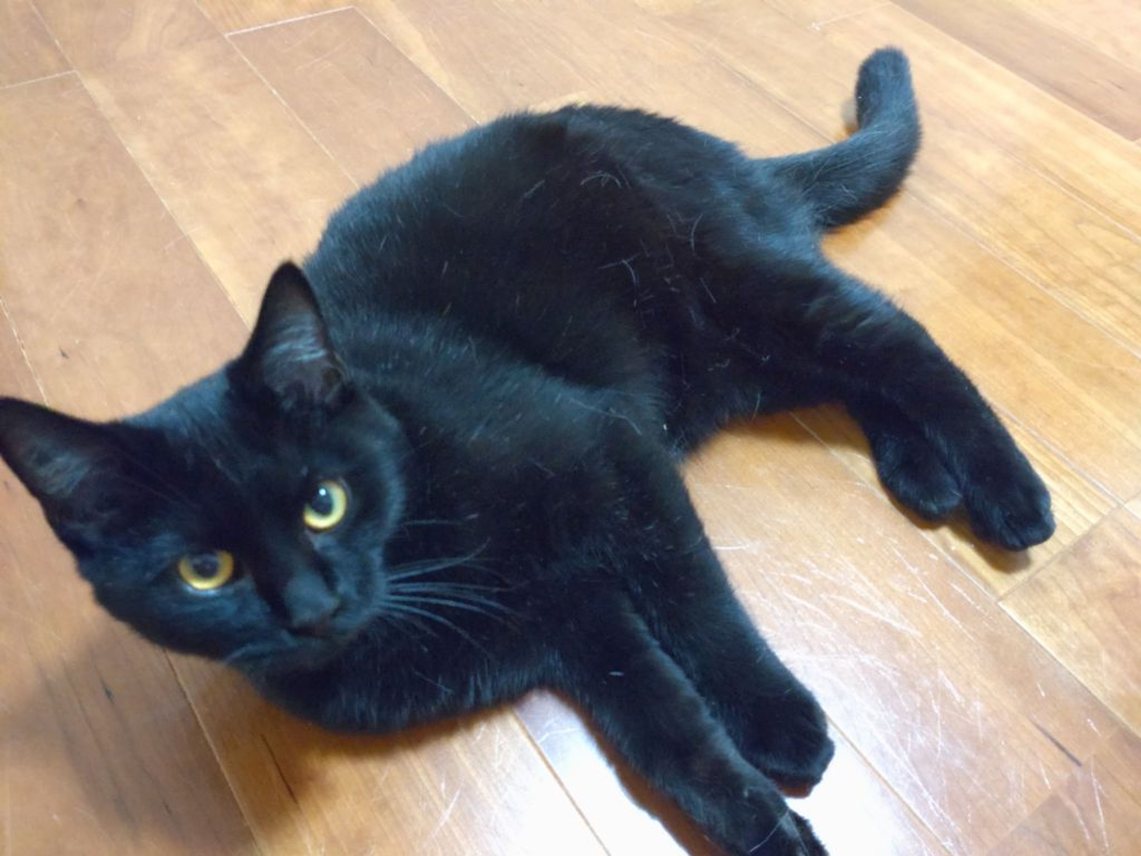 pet-image-2