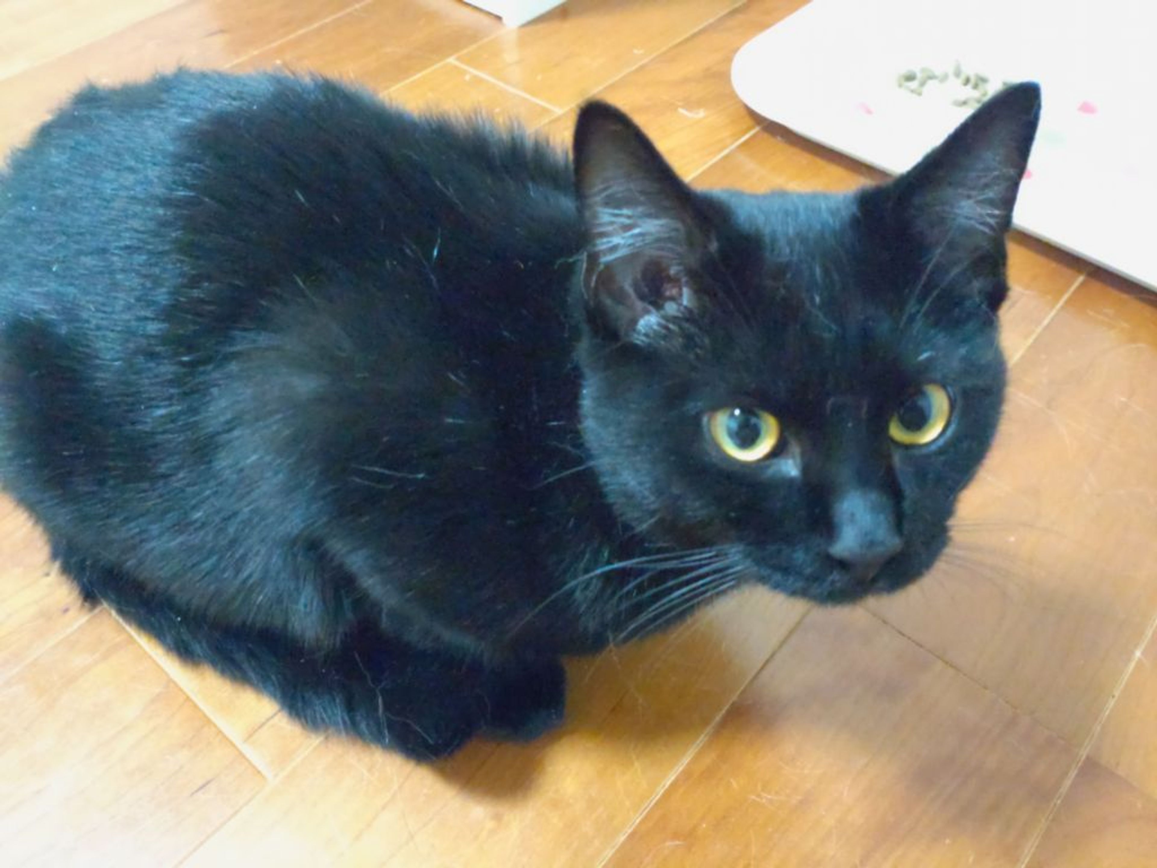 pet-image-3