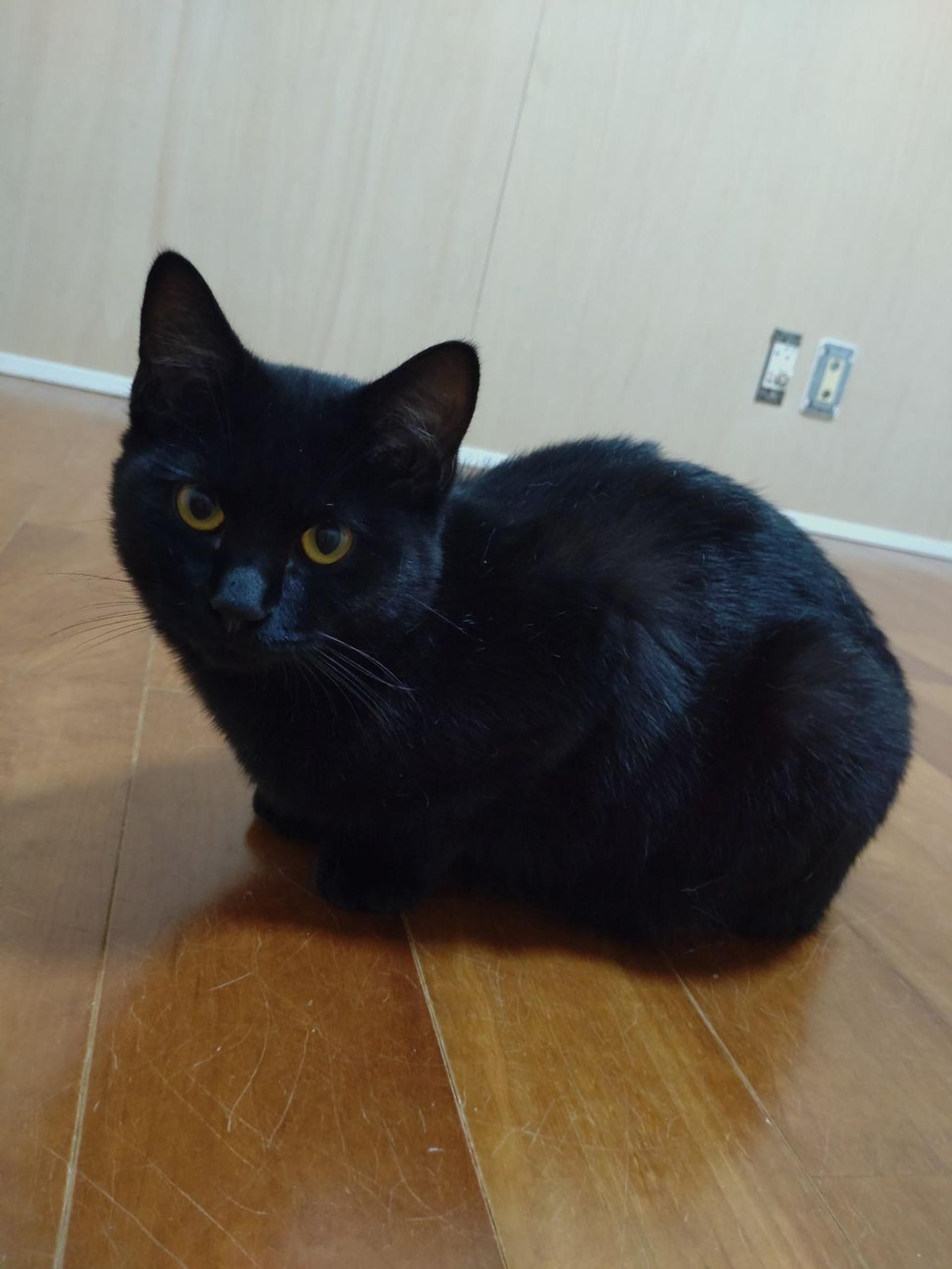 pet-image-4