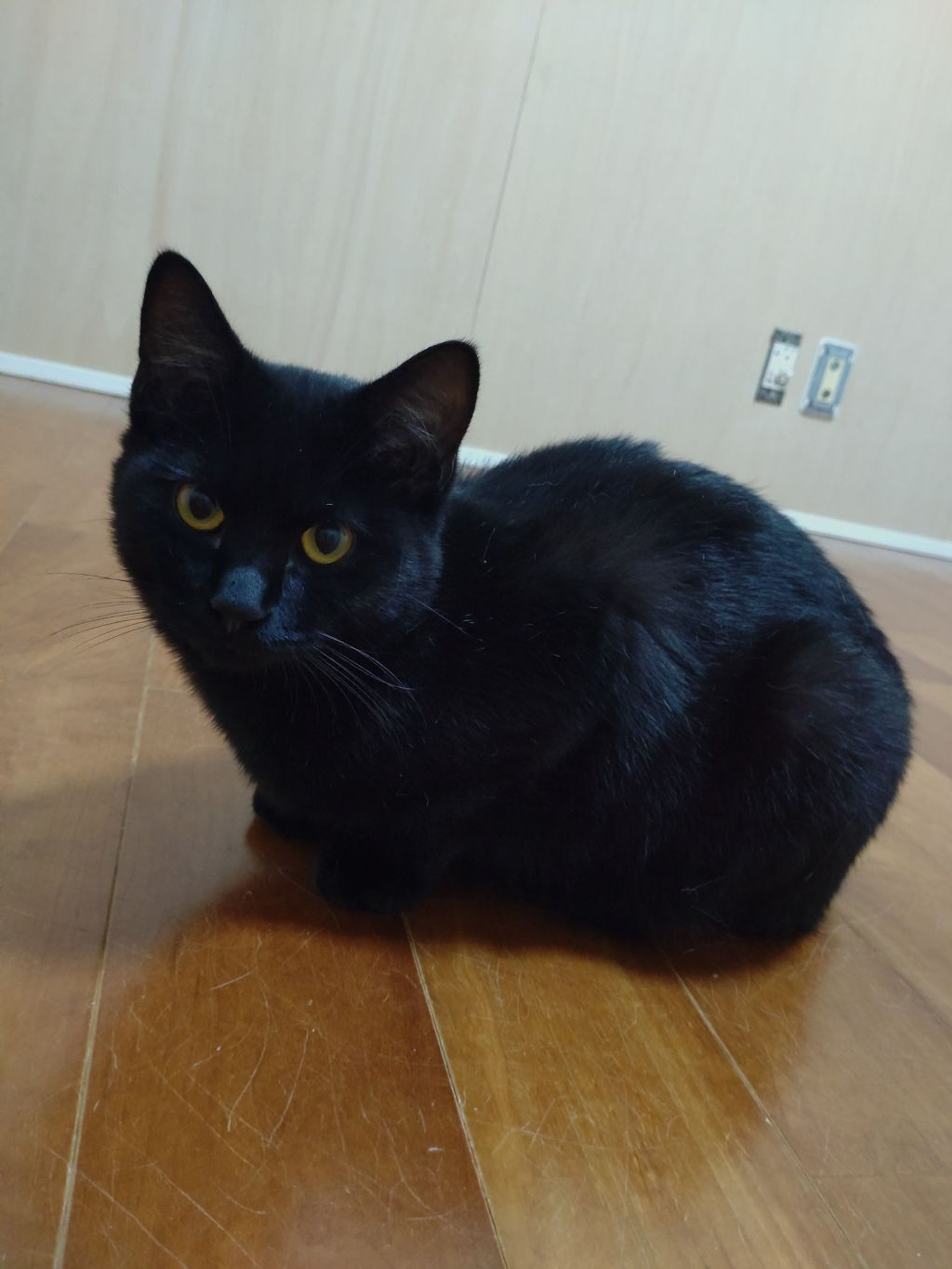 pet-image-4