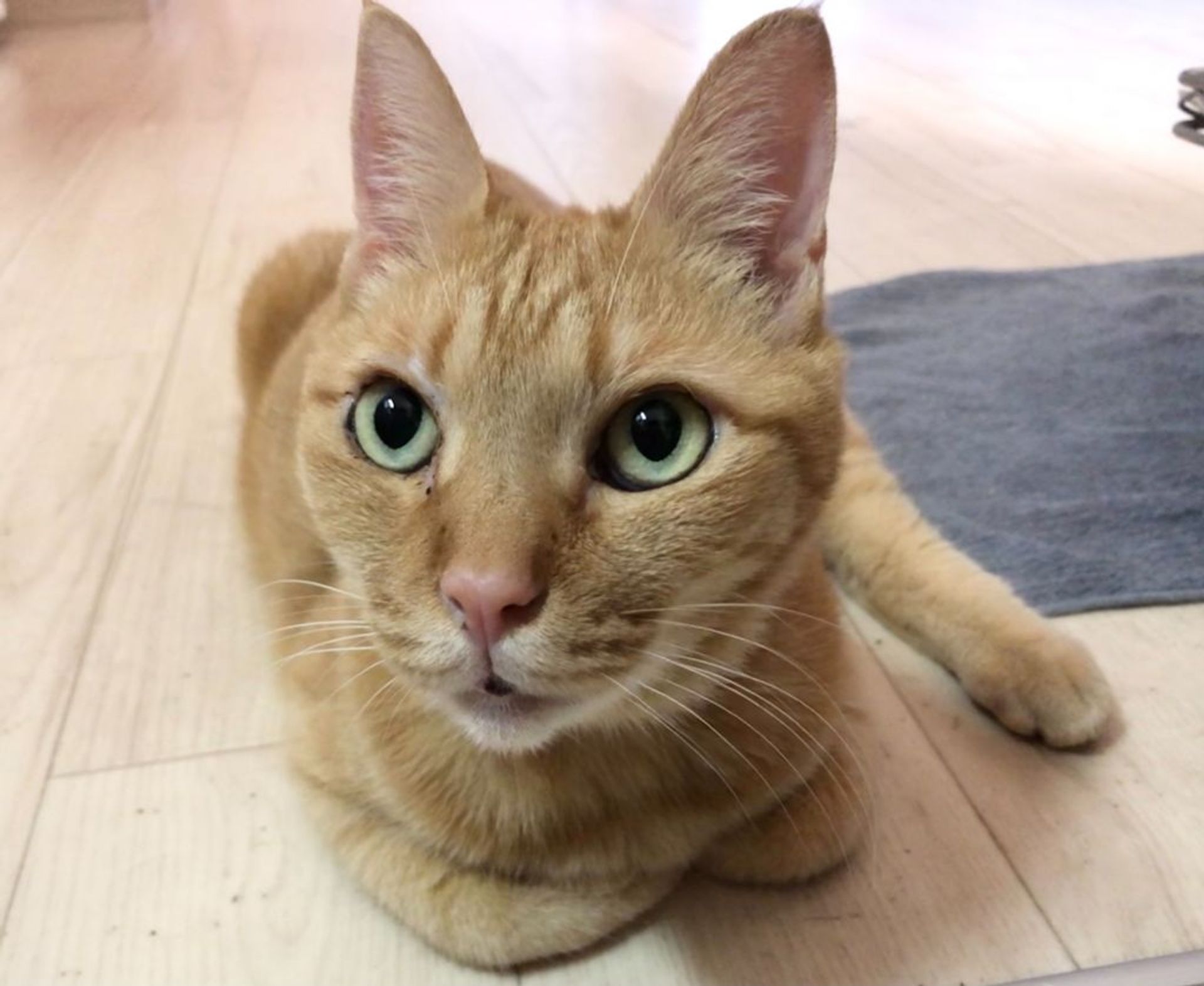 雑種（ミックス猫）・メスの里親募集の写真