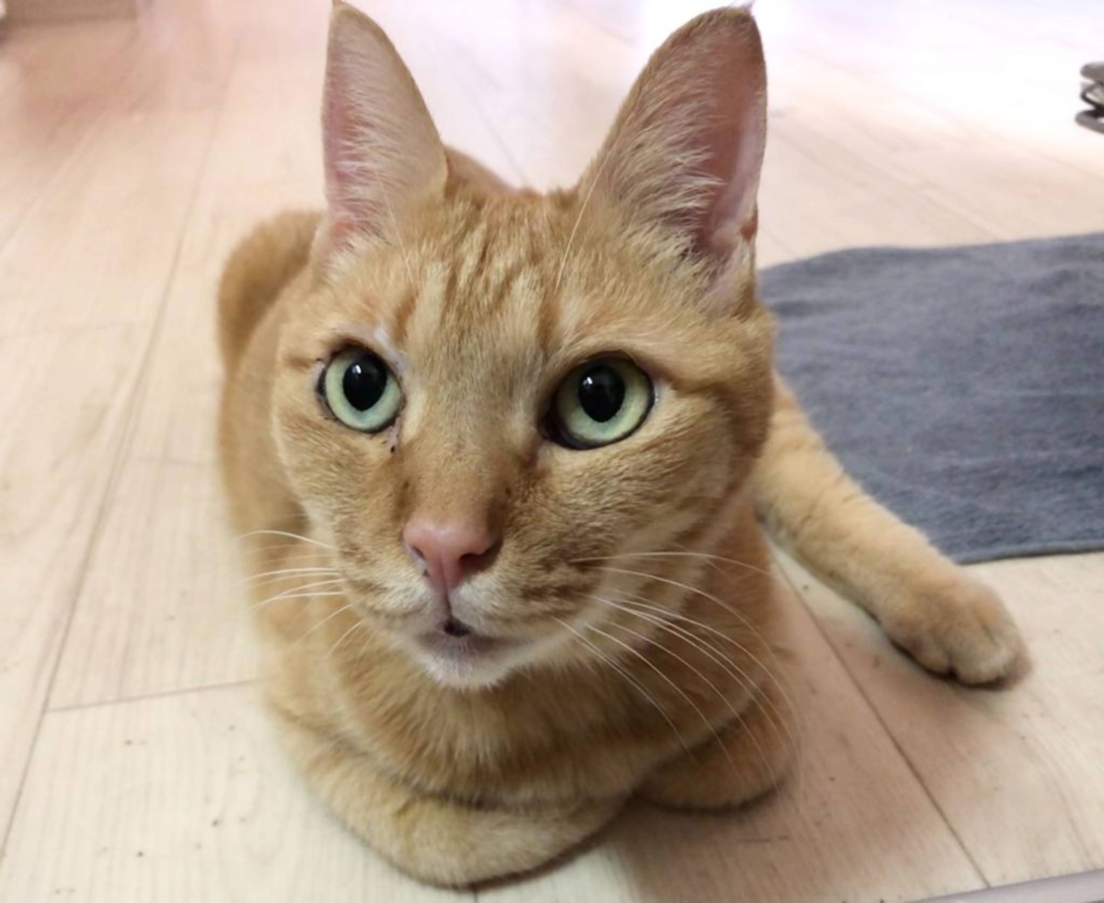 雑種（ミックス猫）・メスの里親募集の写真