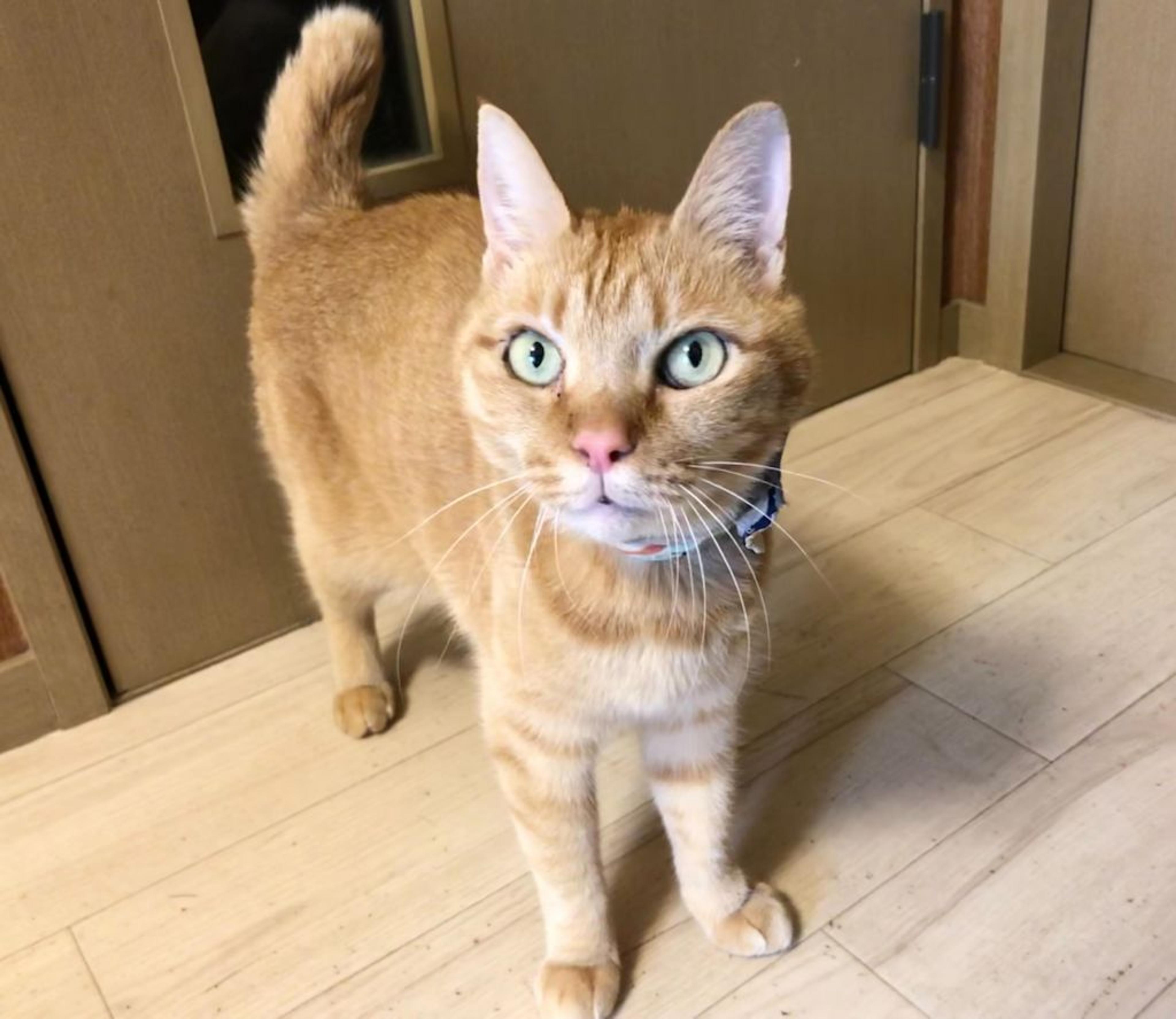 pet-image-2