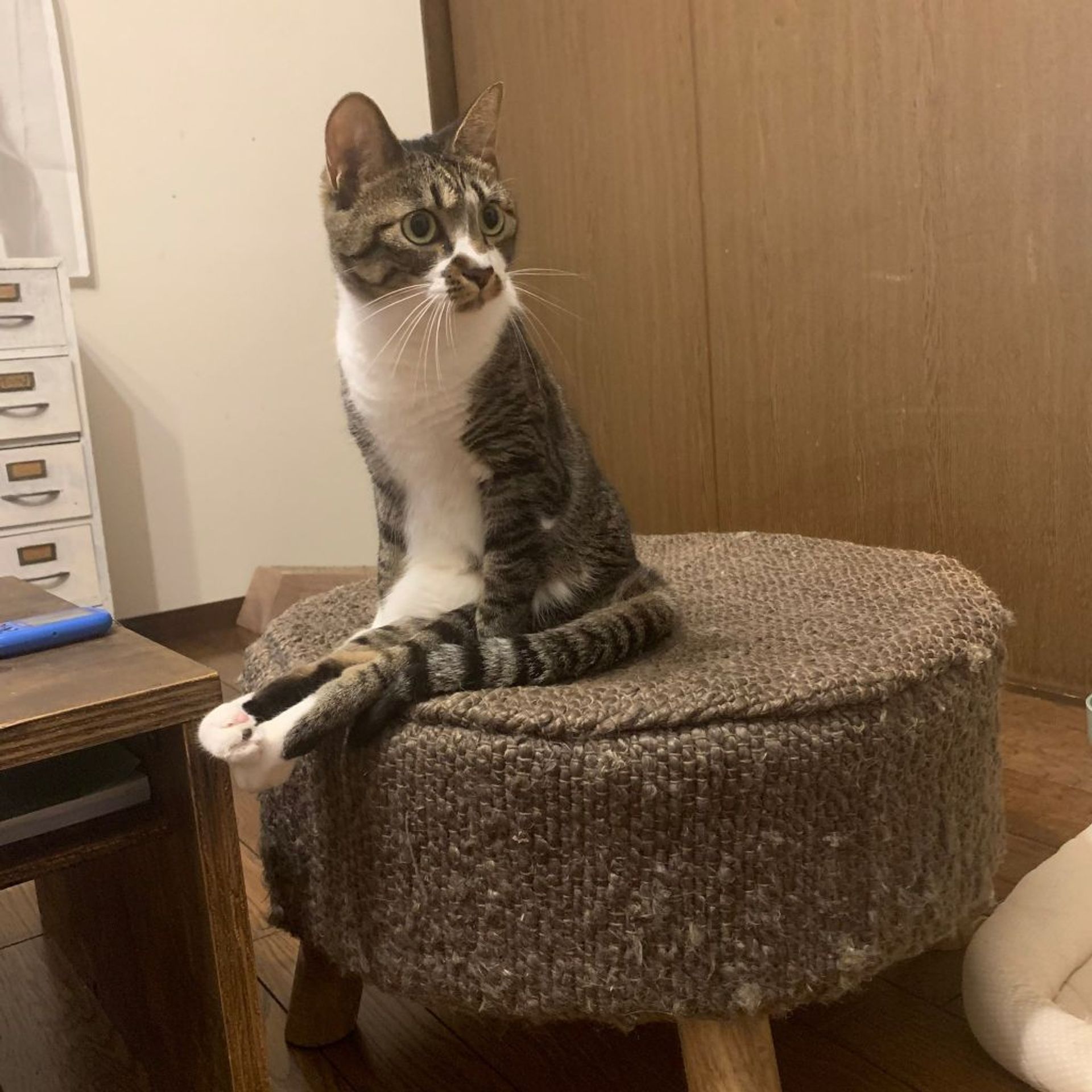 雑種（ミックス猫）・メスの里親募集の写真