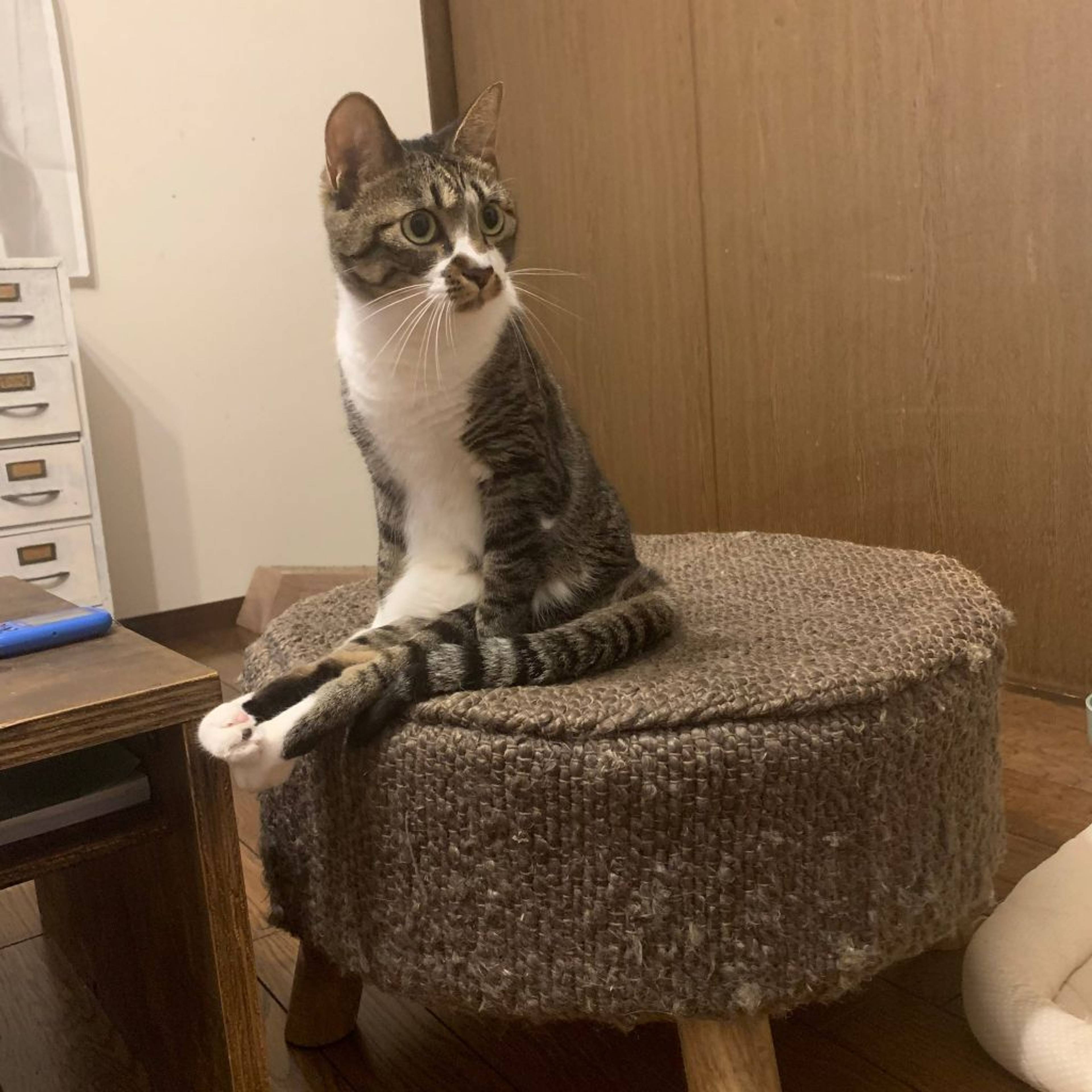 雑種（ミックス猫）・メスの里親募集の写真