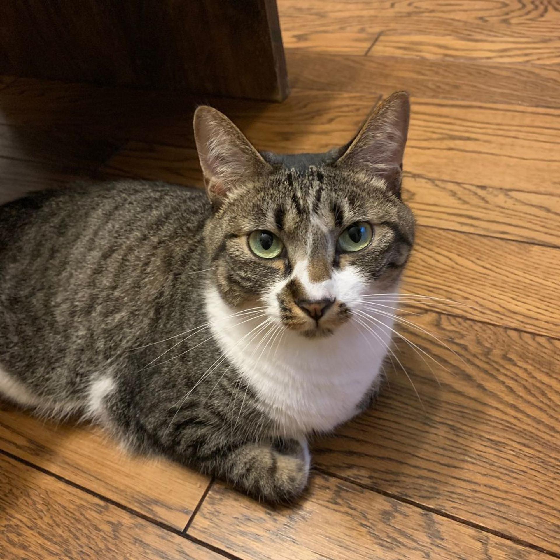 pet-image-3