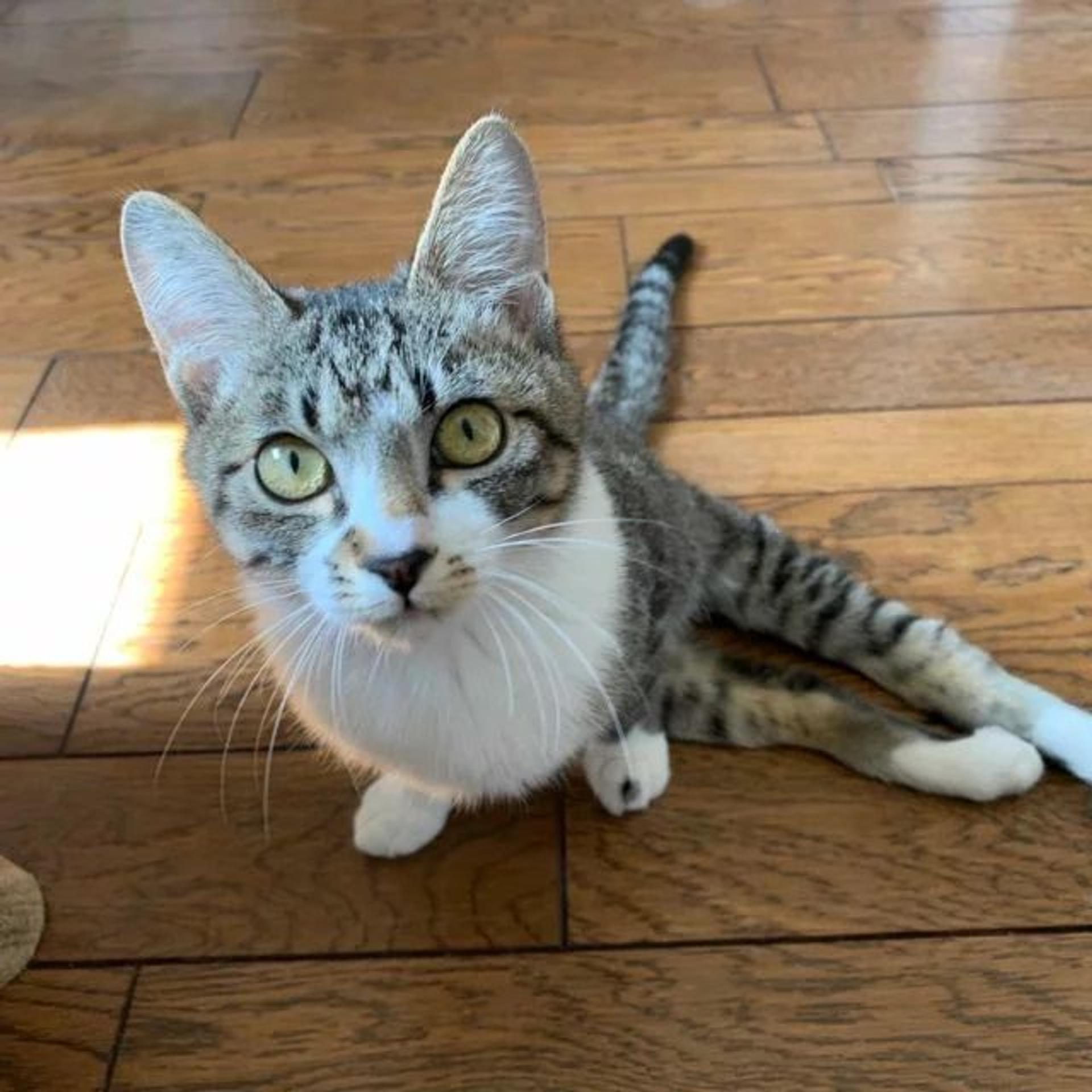 pet-image-5